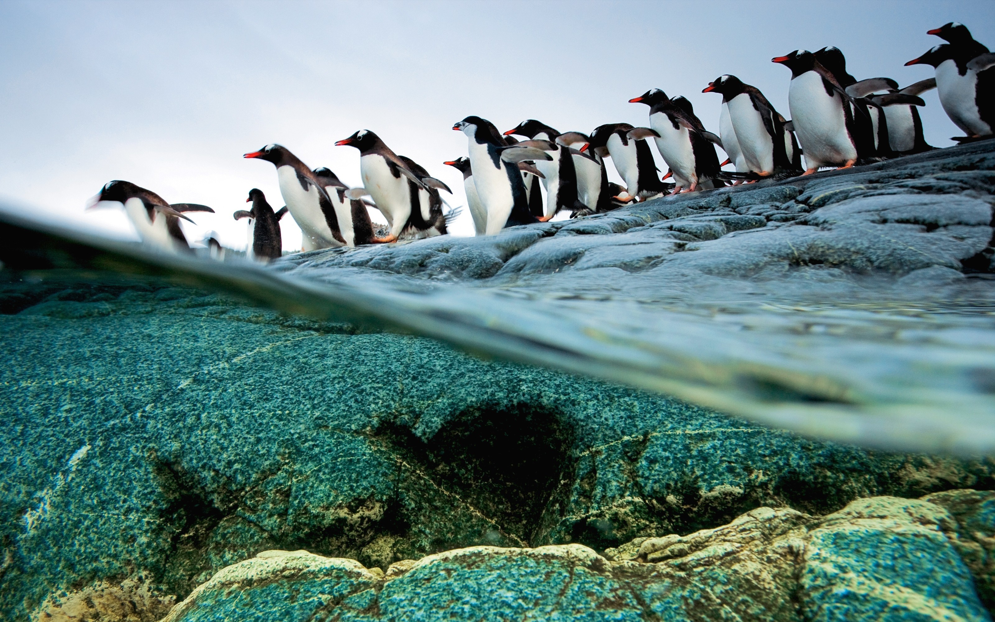3200x2000 nature animals penguins national geographic  wallpaper Art HD  Wallpaper