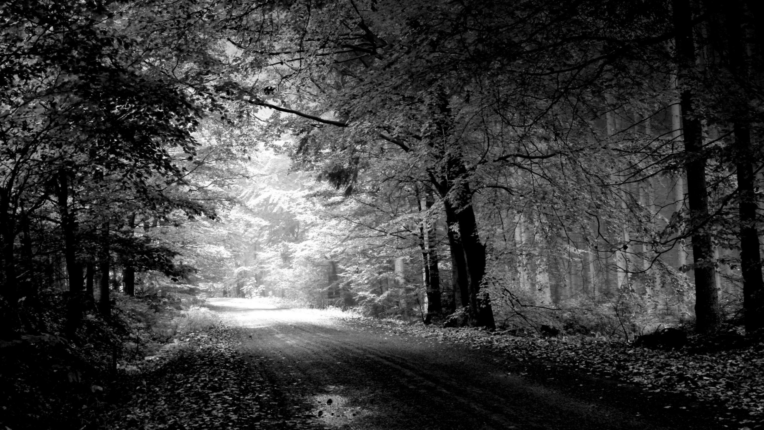 2560x1440  Wallpaper road, autumn, black-and-white, trees, pool