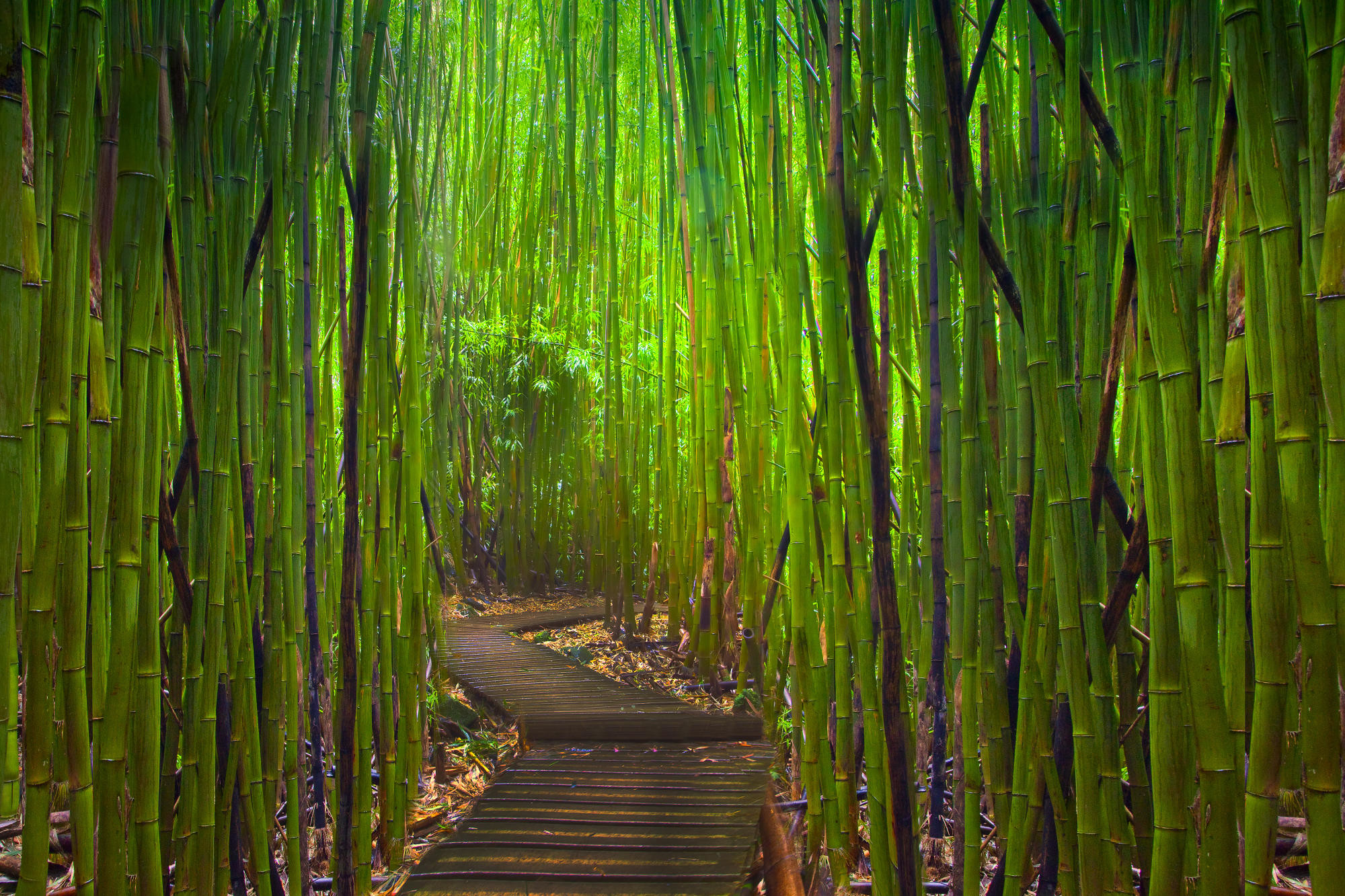 2000x1333 Bamboo Forest Wallpapers High Quality | Download Free