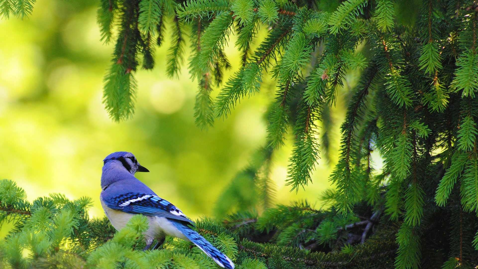1920x1080  Green leaves and cute bird background wallpaper wide  wallpapers:1280x800,1440x900,1680x1050