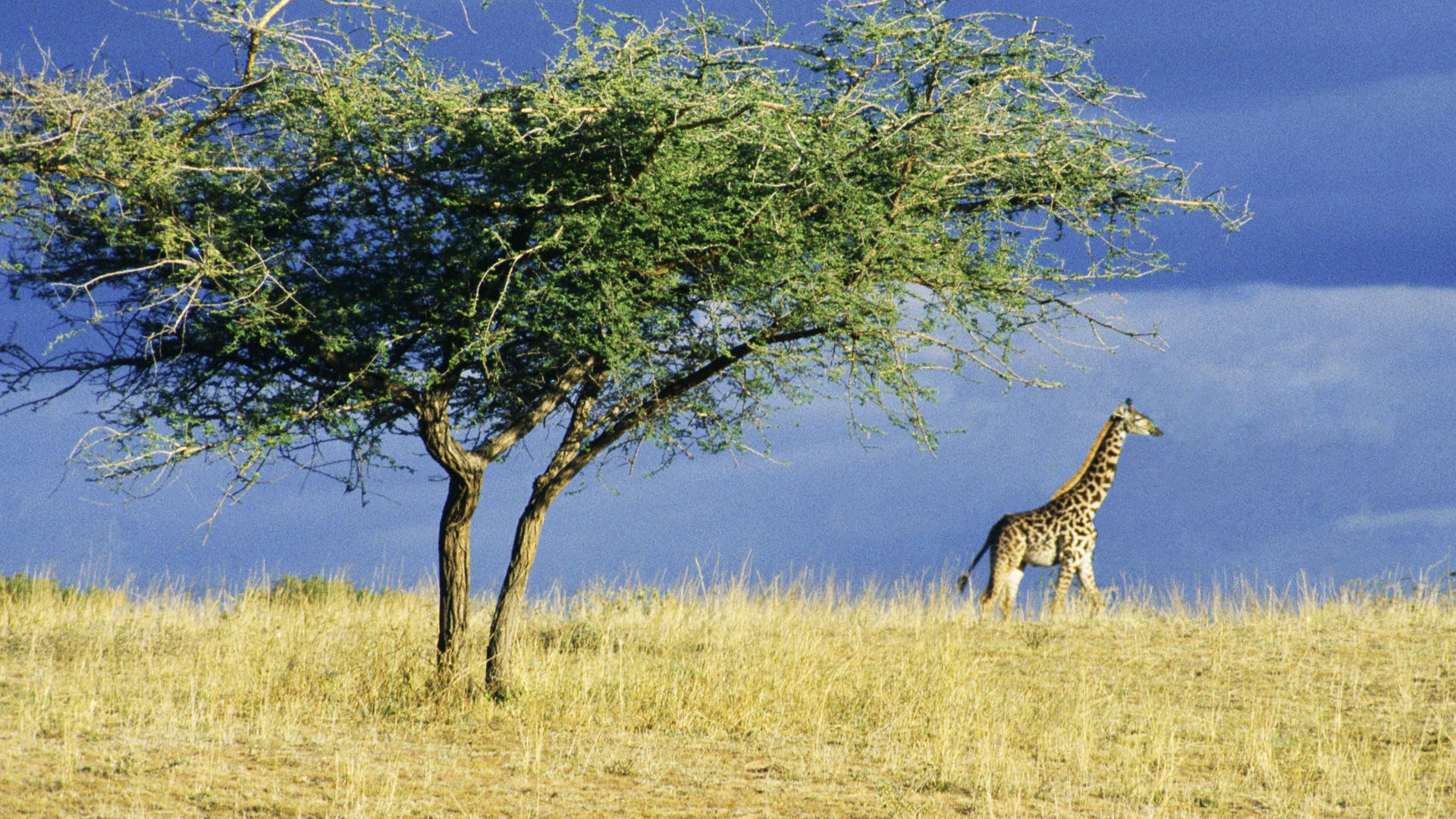 1920x1080 wallpaper.wiki-Lone-Giraffe-on-The-Serengeti-Africa-