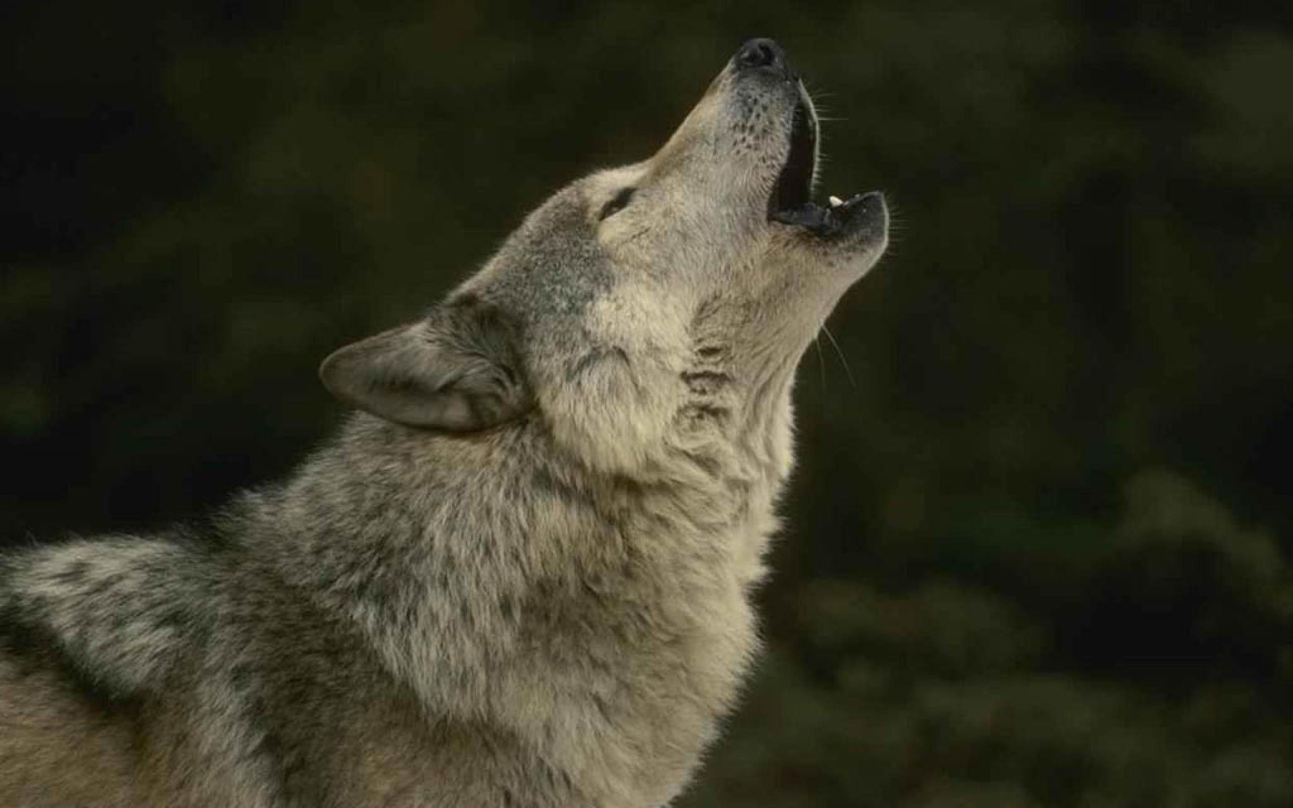 2560x1600 Howling Wolf Exclusive HD Wallpapers #2687