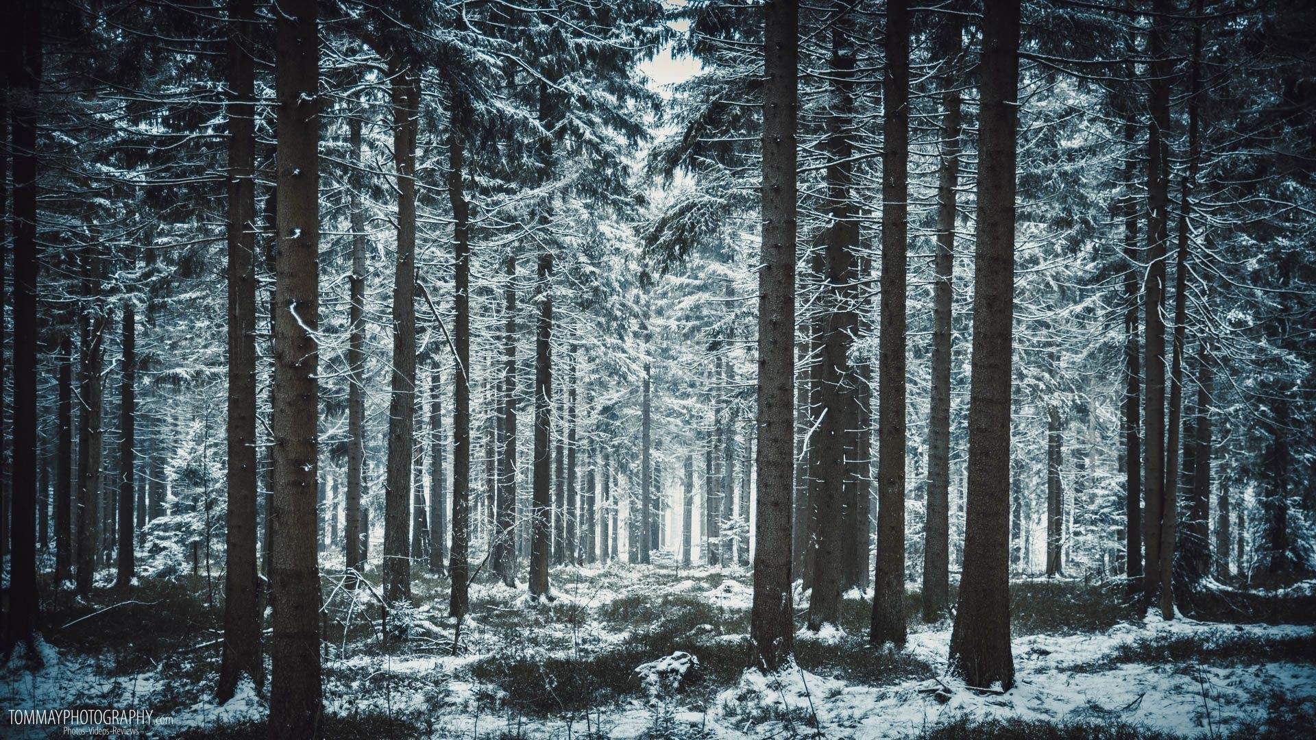 1920x1080 Winter Forest (25)