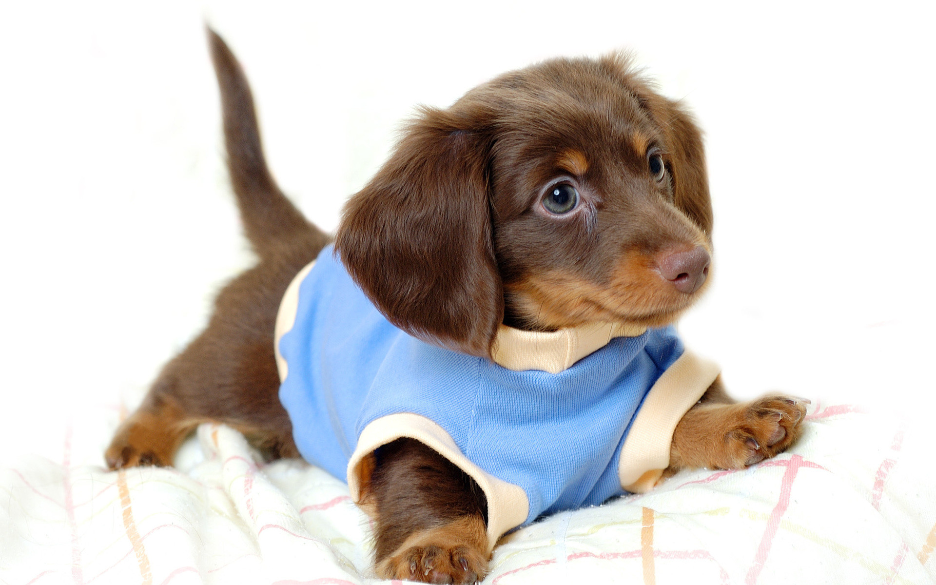 1920x1200 Free Download Cute Puppy Wallpapers | Groovy Wallpapers