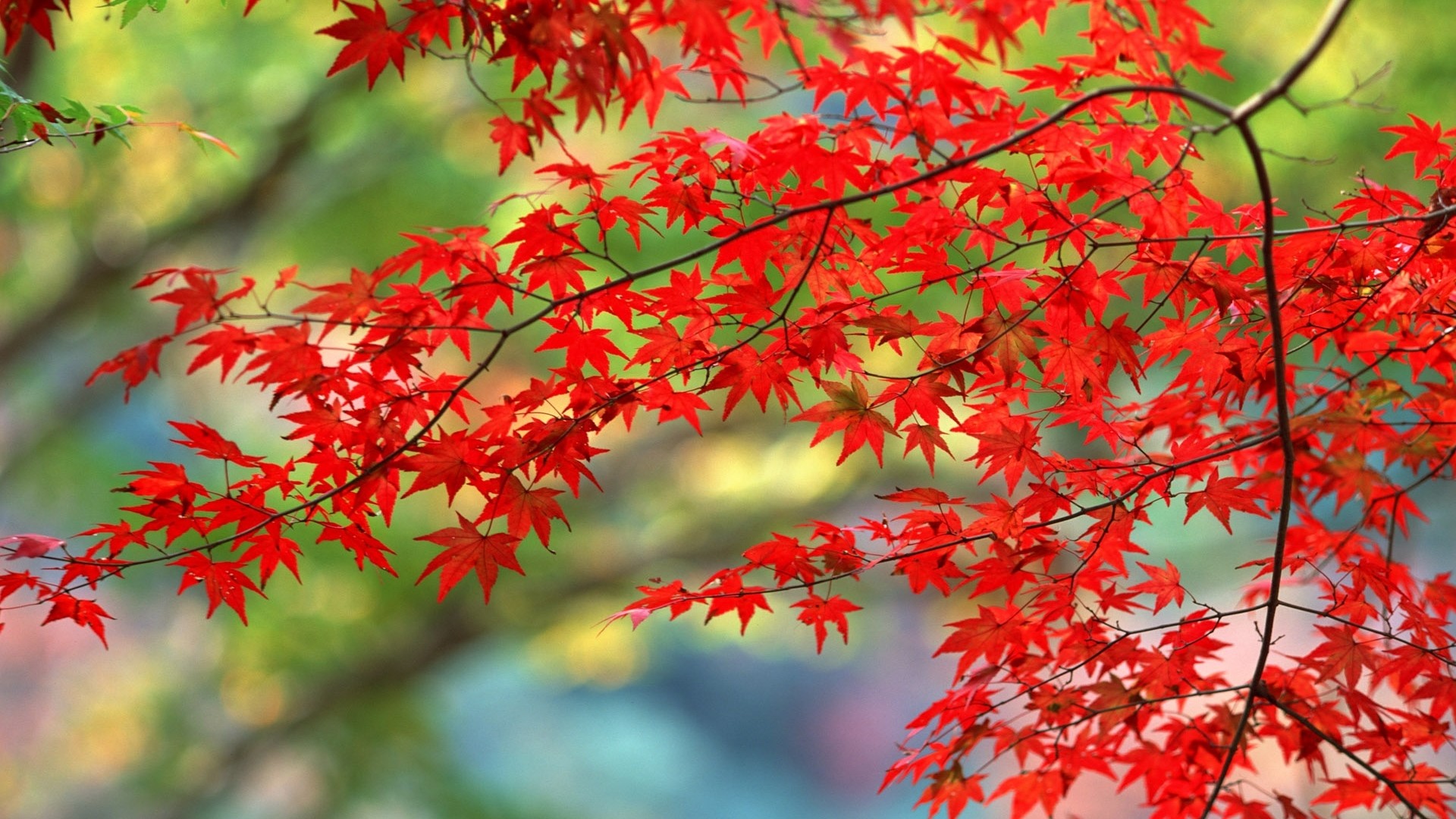 1920x1080 ... New Hd Wallpaper 1080p Nature 13 Preview Leaves Autumn Nature Branches   ...