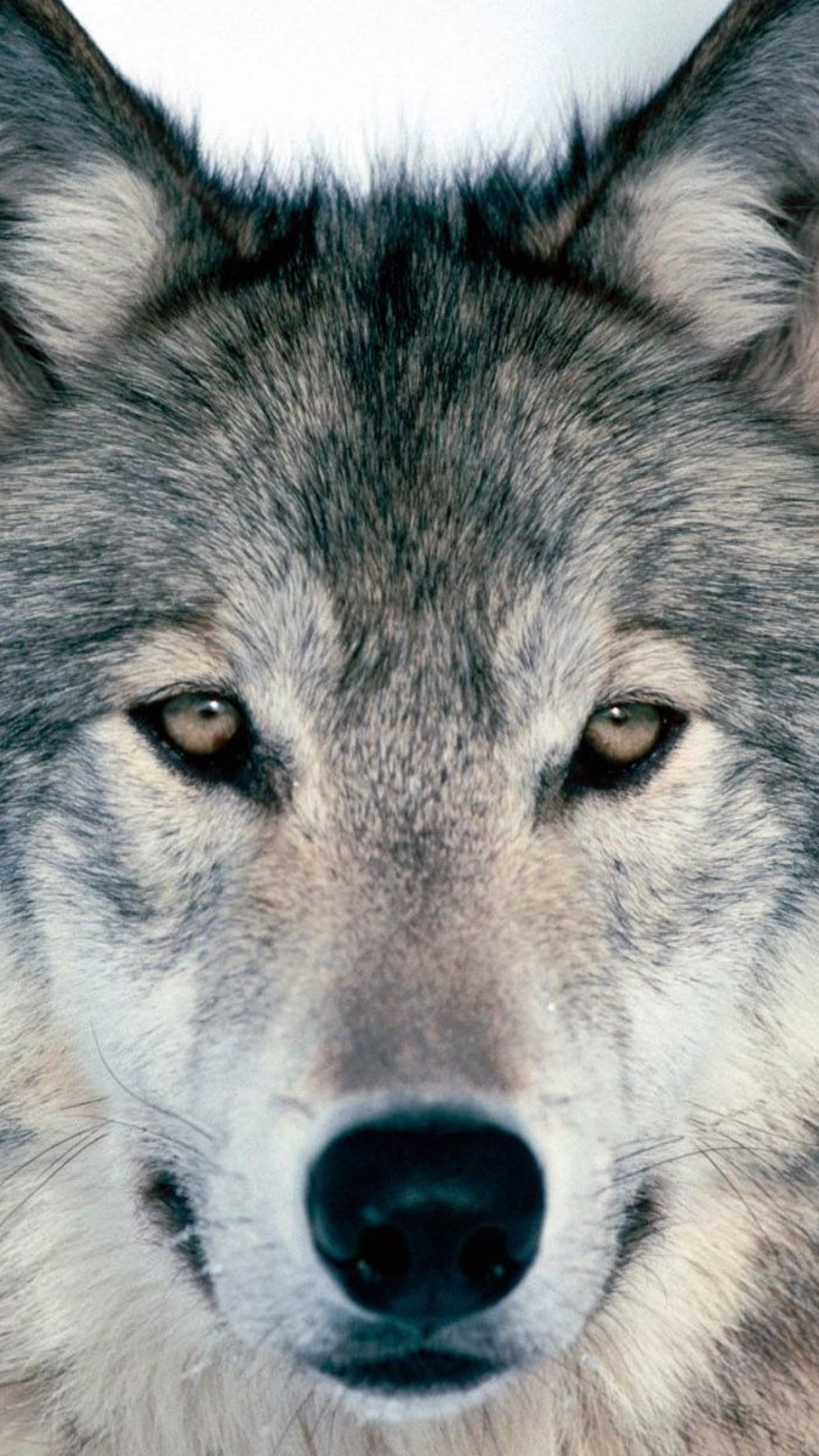 1440x2560 Preview wallpaper wolf, winter, snow, face, eyes, predator 