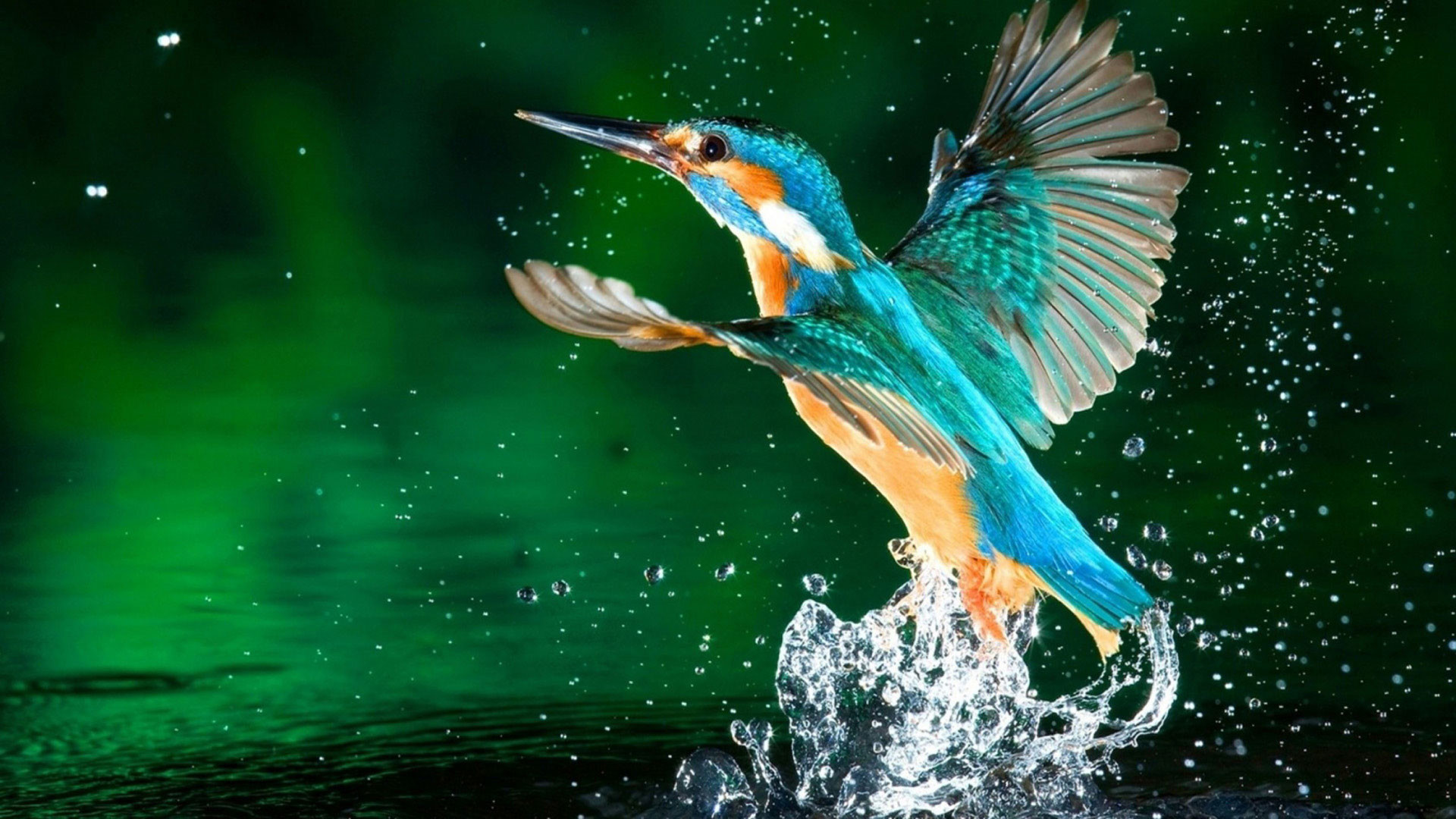 1920x1080 hd pics photos birds kingfisher water desktop background wallpaper