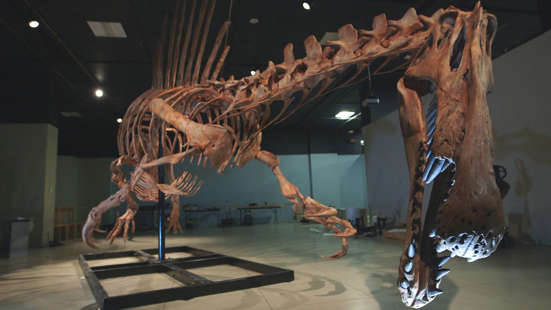 1920x1080 Bigger Than T. Rex: Spinosaurus - Ep. 15