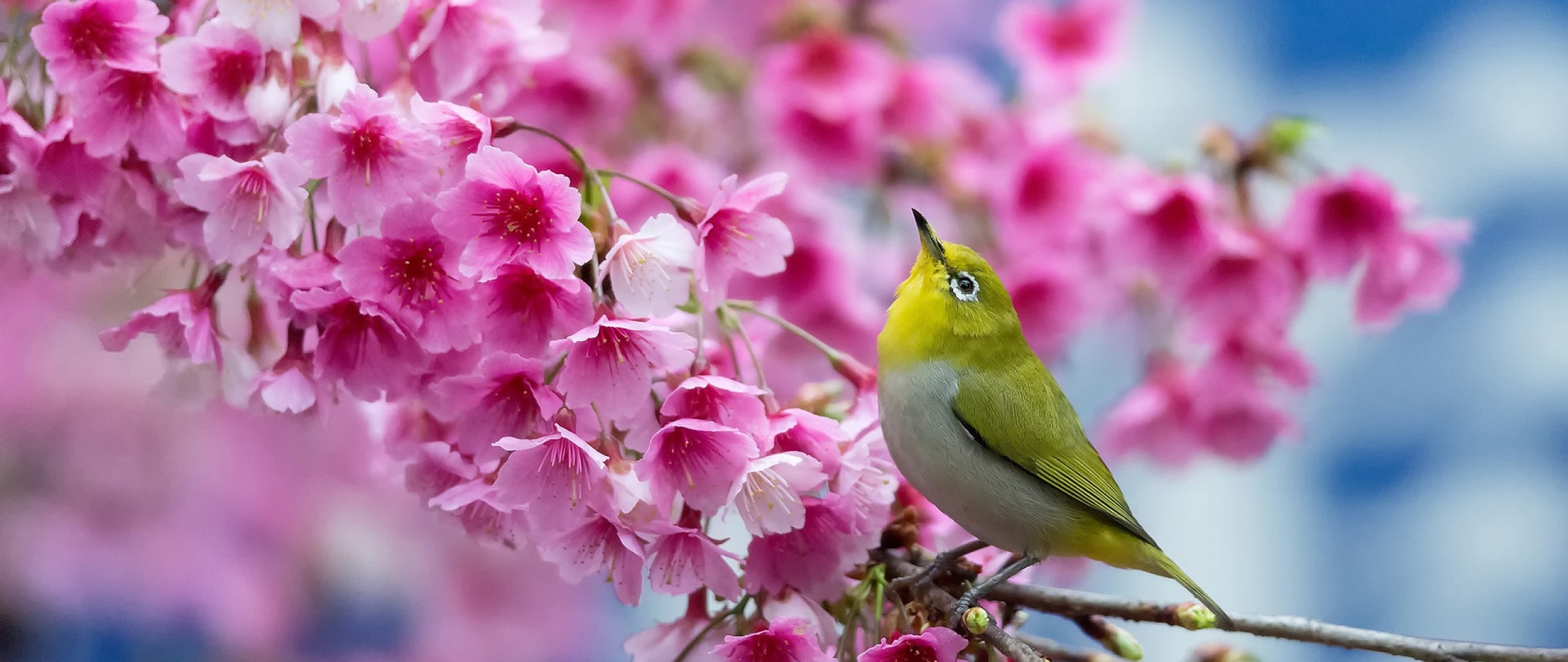 2560x1080 Preview wallpaper spring, cherry, branch, flowers, beauty, japanese  white-eye