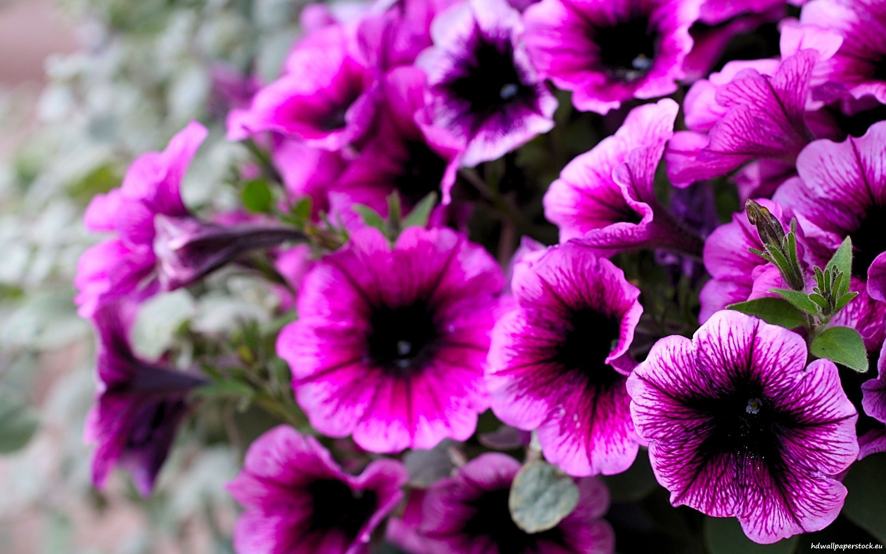 2880x1800 2560x1600 Purple Flower Wallpapers For Iphone