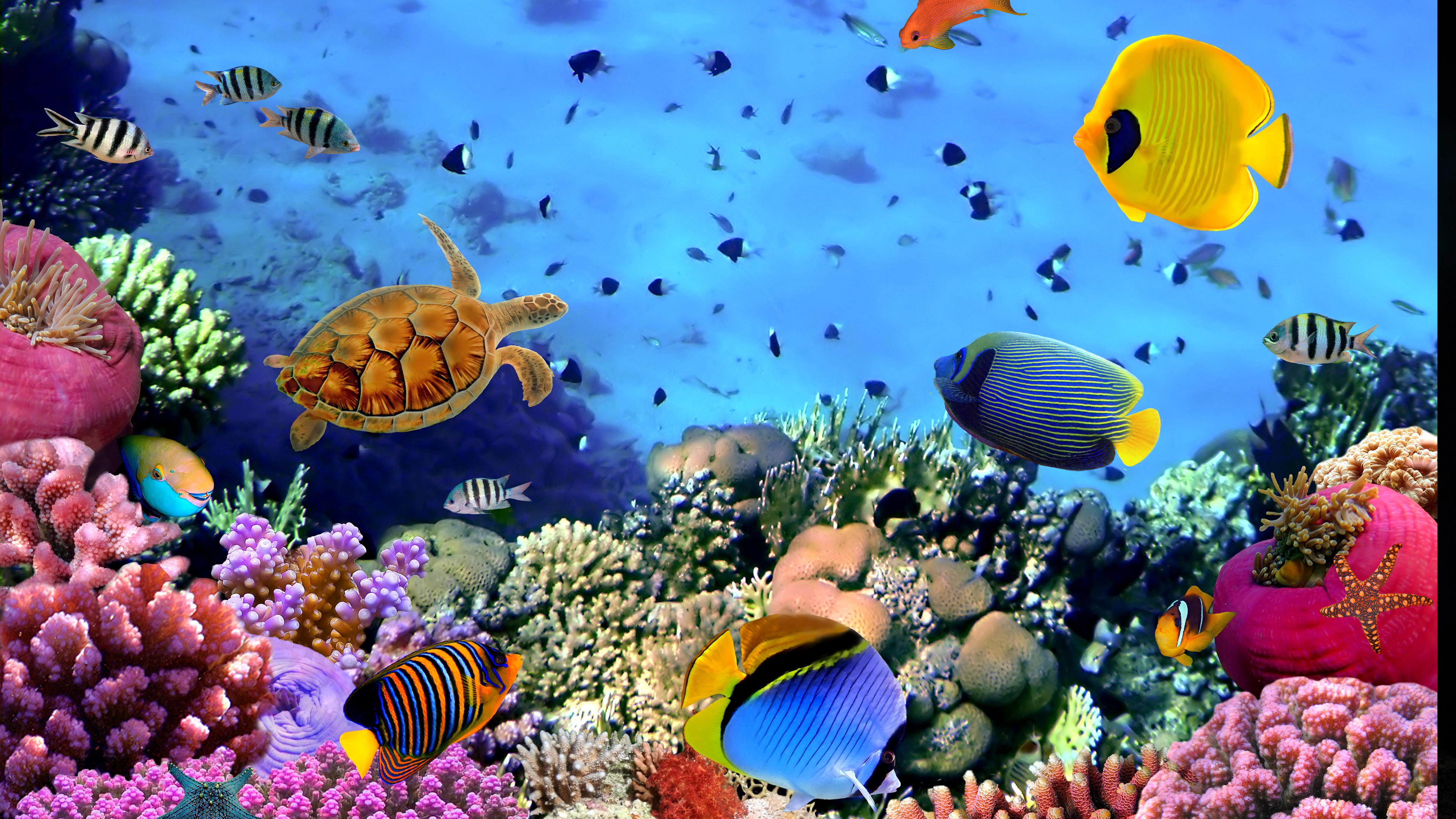 3840x2160 1920x1080 Desktop Aquarium 3D Live Wallpaper on Imac