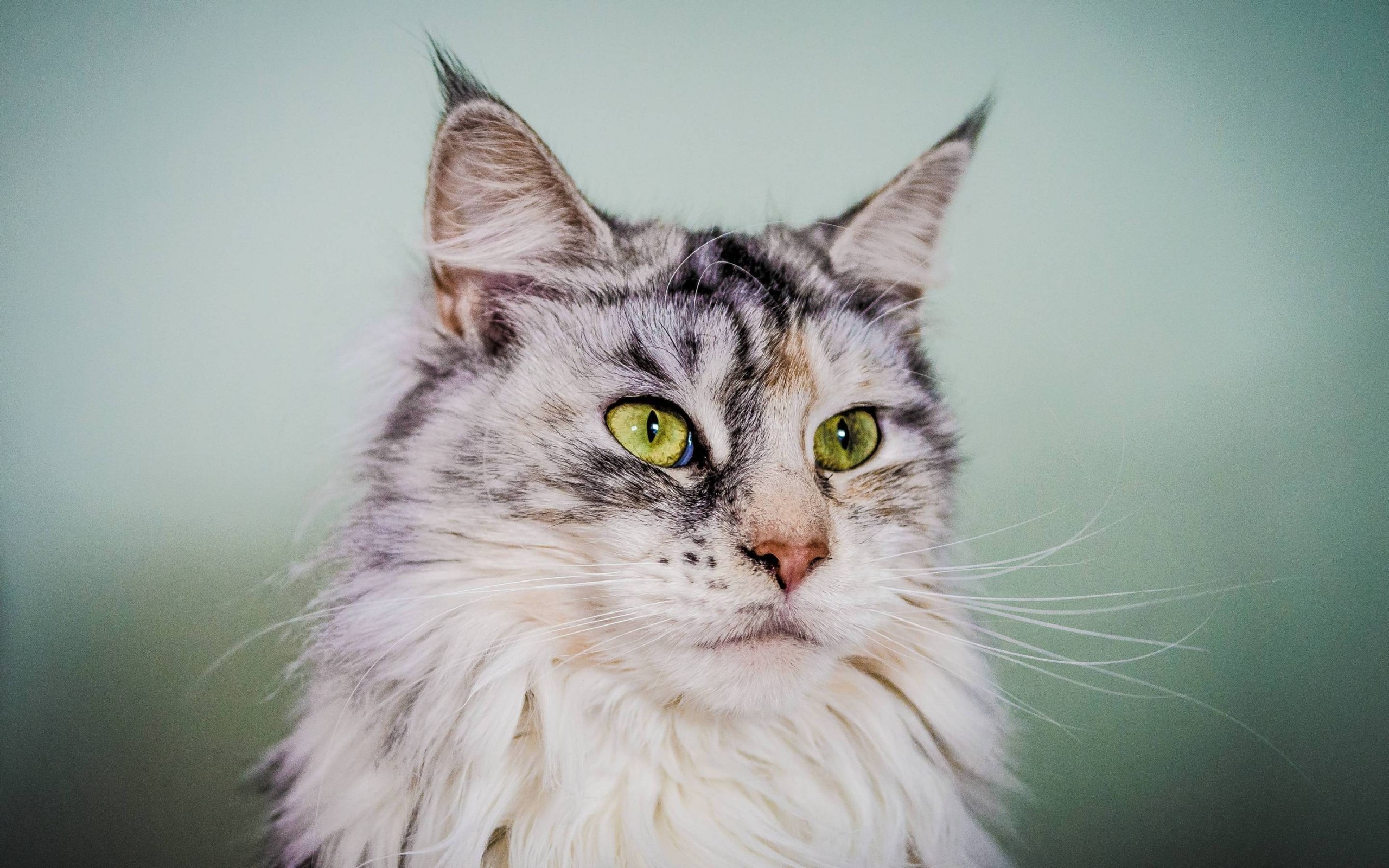 2560x1600 Silver Maine Coon Cat with Green Eyes Wallpaper