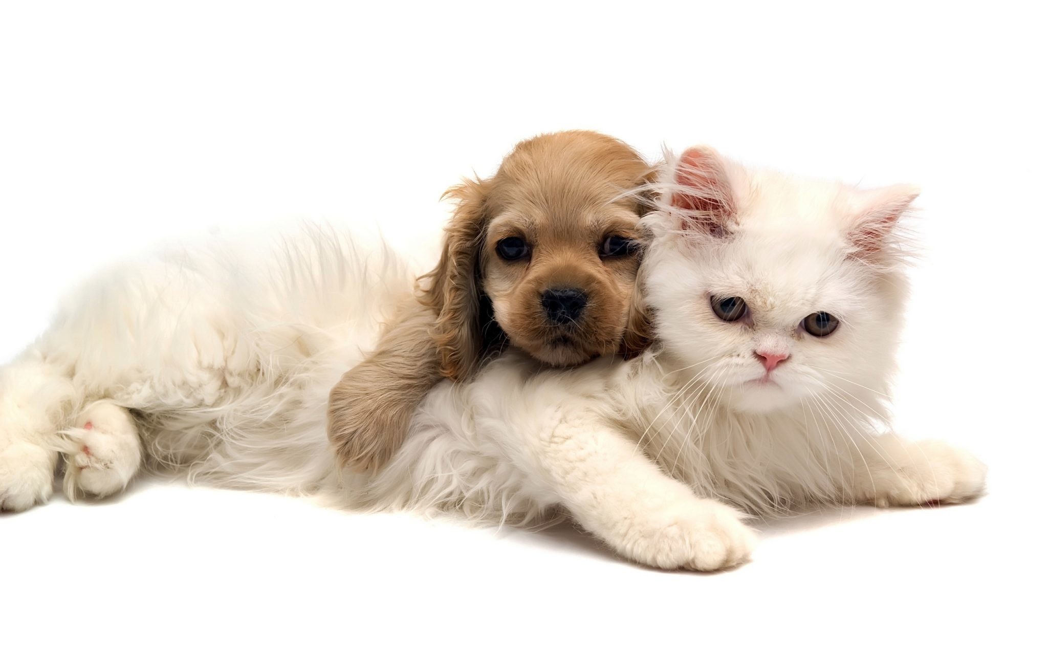 2048x1280 Cute Dog and Cat Wallpaper for Iphone, Mobile