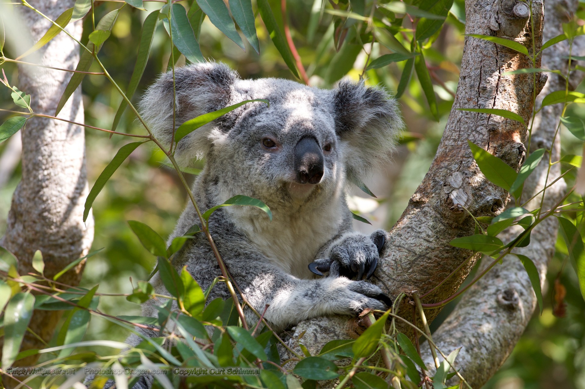 1920x1276 grey koala bear in a tree