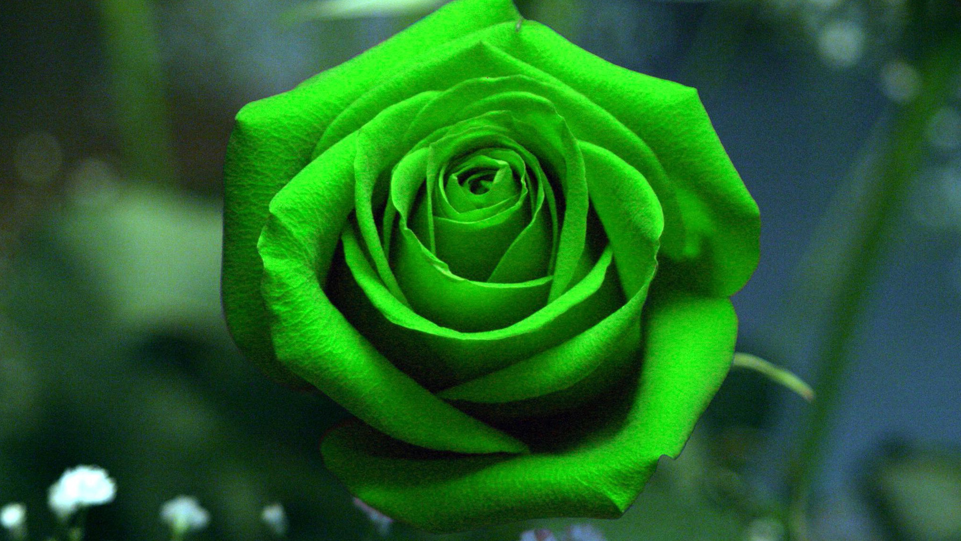 1920x1080 Green Rose Wallpaper Green Rose Wallpaper ...