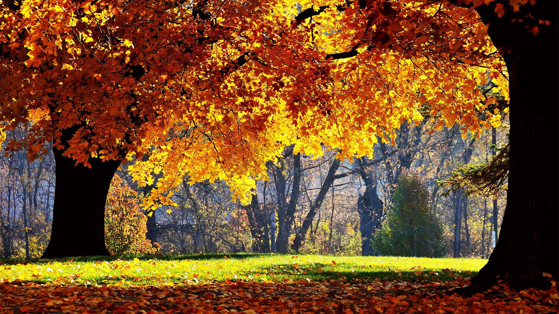 1920x1080 A sunlit valley surrounded by autumn trees. Wallpaper Stock