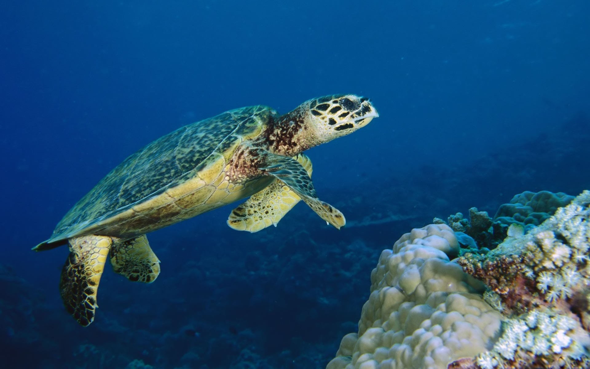 1920x1200 Sea Turtle 381470. SHARE. TAGS: Images Gallery Desktop ...