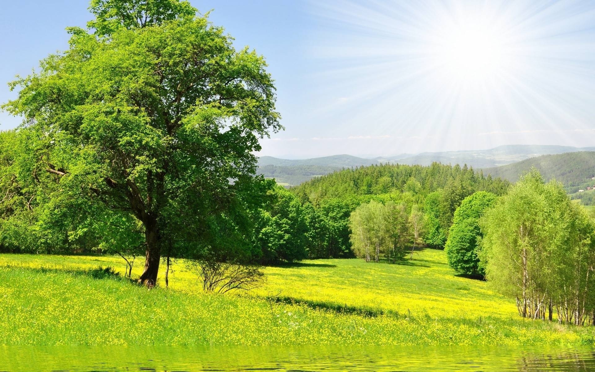 1920x1200 Bild: Green Trees See Wiese Sunny wallpapers and stock photos. Â«