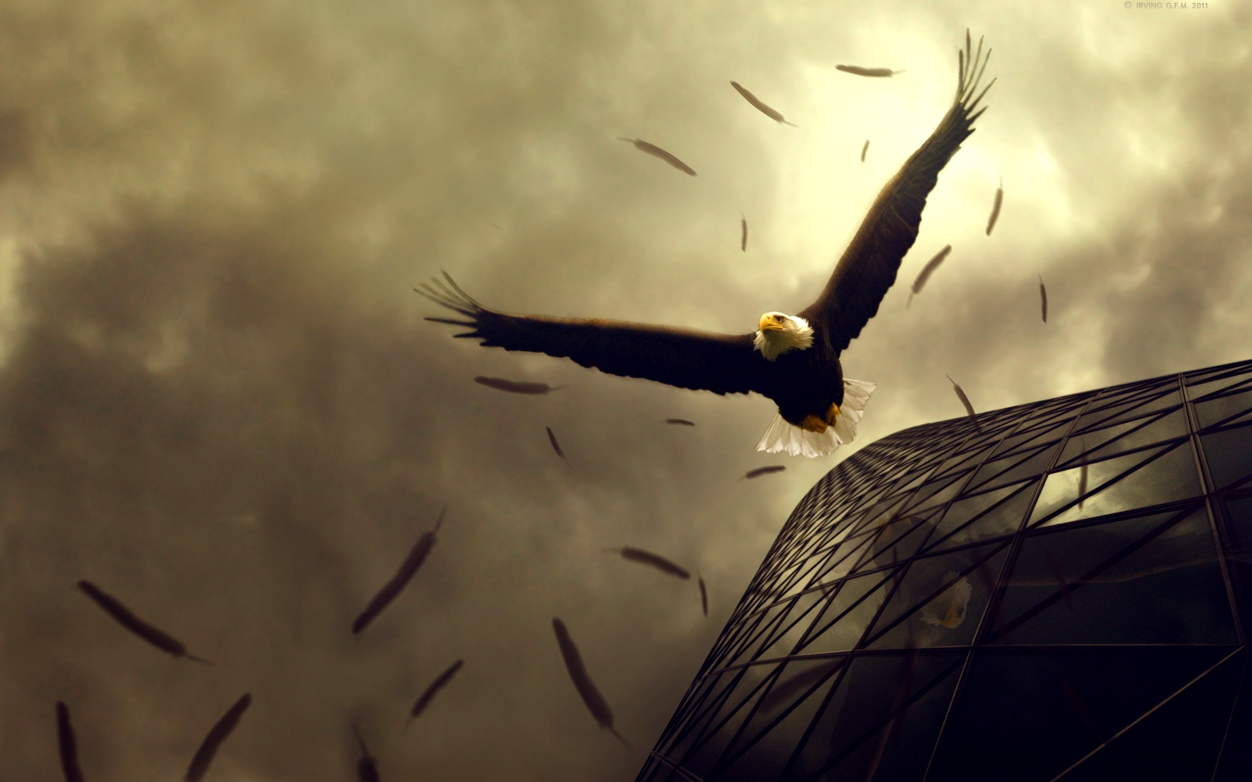 2560x1600 High Definition Eagle Wallpaper For Free Download.