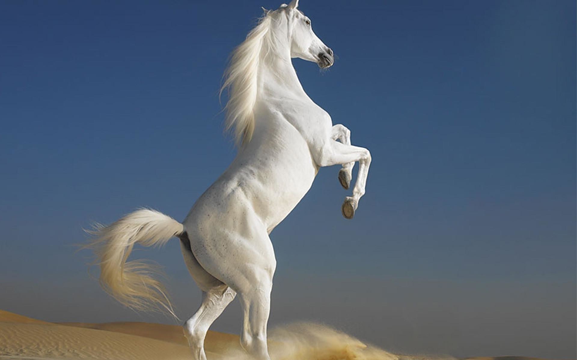 1920x1200 Beautiful white horse wallpapers and images wallpapers pictures .