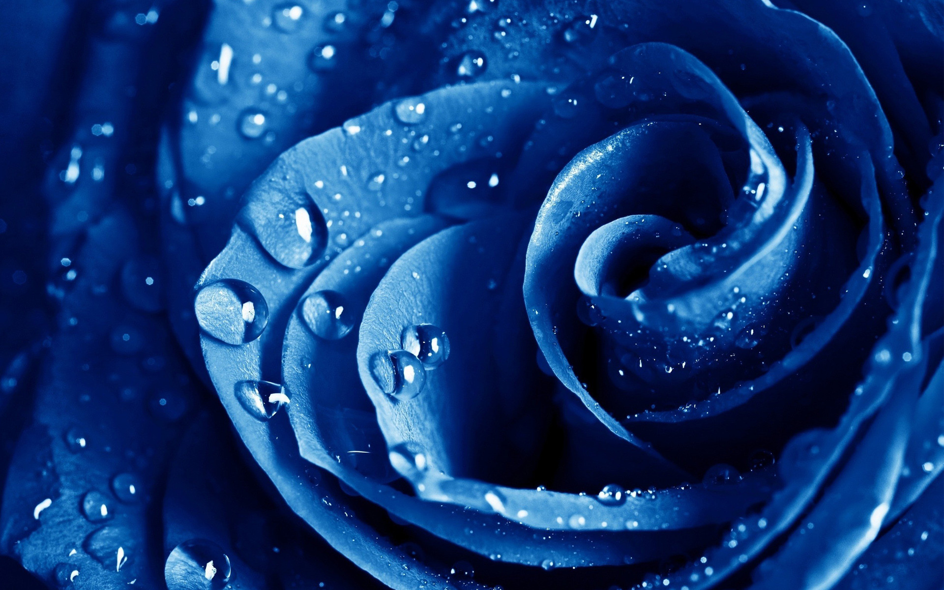 1920x1200 Wet Drops Blue Rose