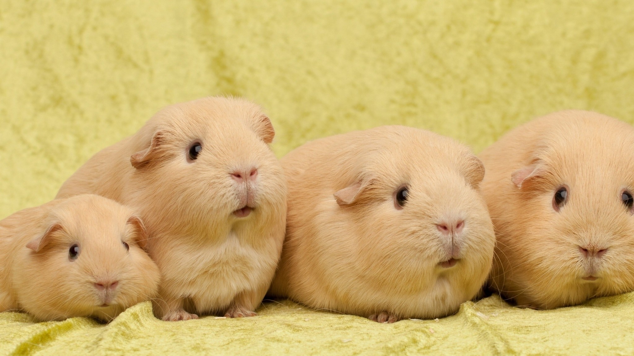 2048x1152 Preview wallpaper guinea pigs, many, sit 