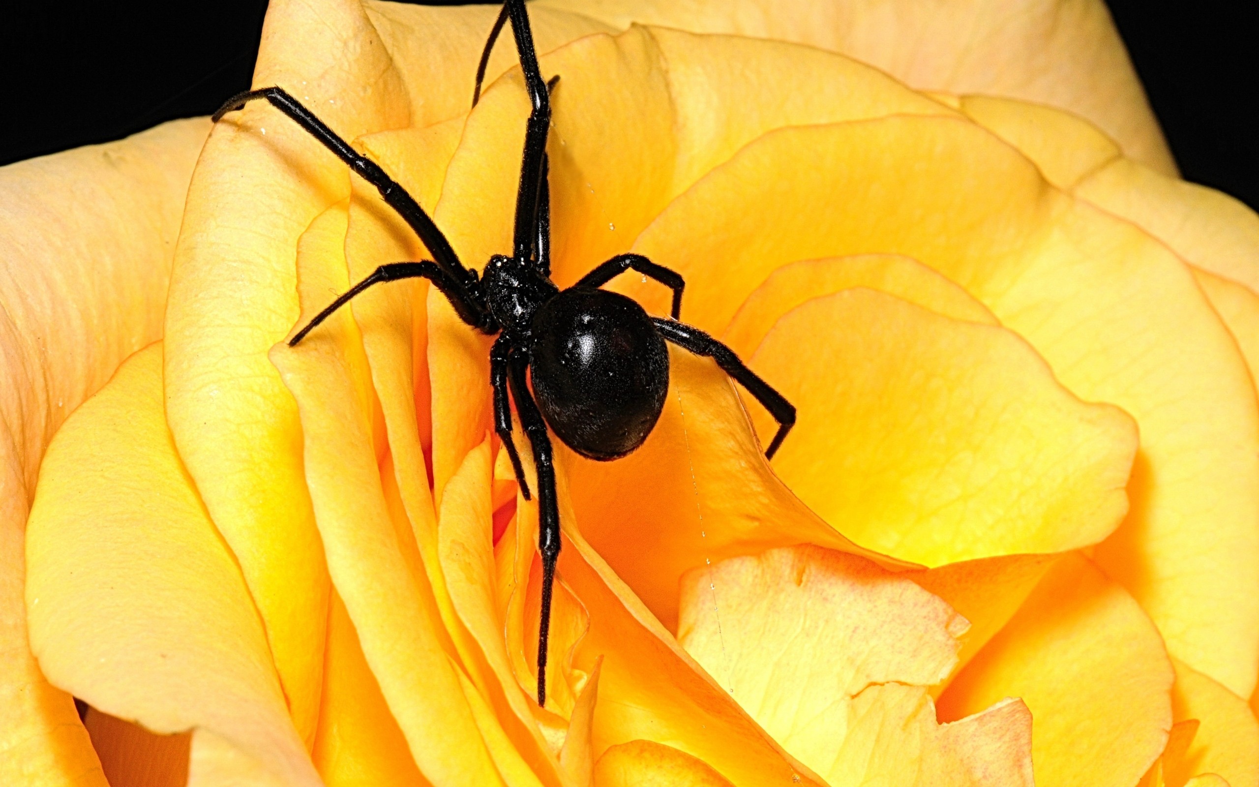 2560x1600 Arachnids Black Widow Flowers Spiders