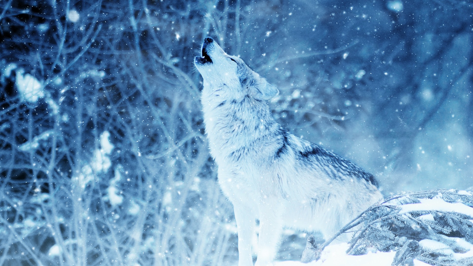 1920x1080 Wolf Howling Winter Snowfall Hd Hd Wallpaper