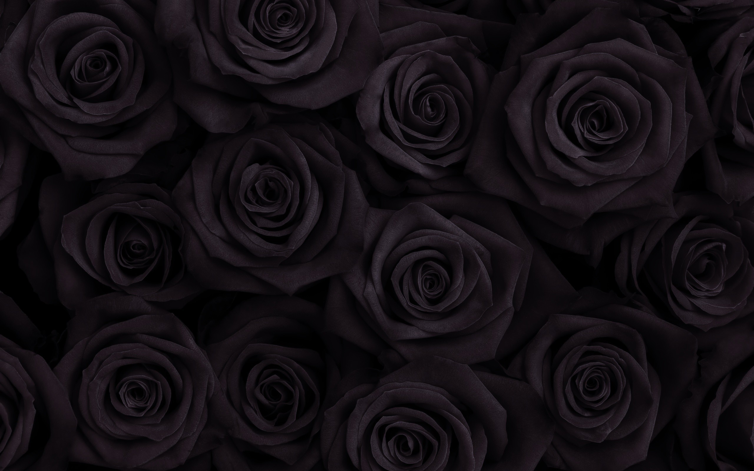 2560x1600 black roses background