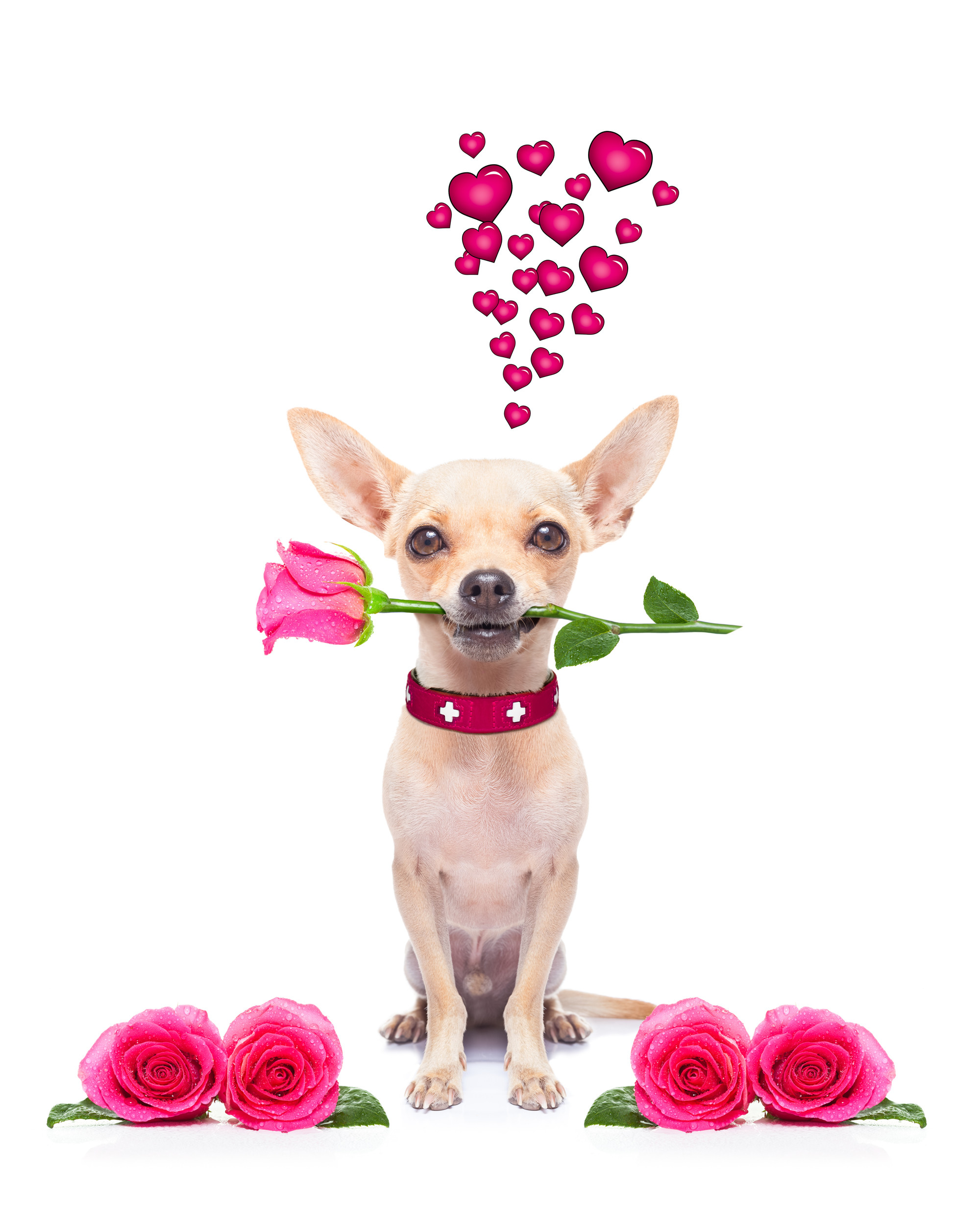 2000x2500 dog, flowers, valentines day