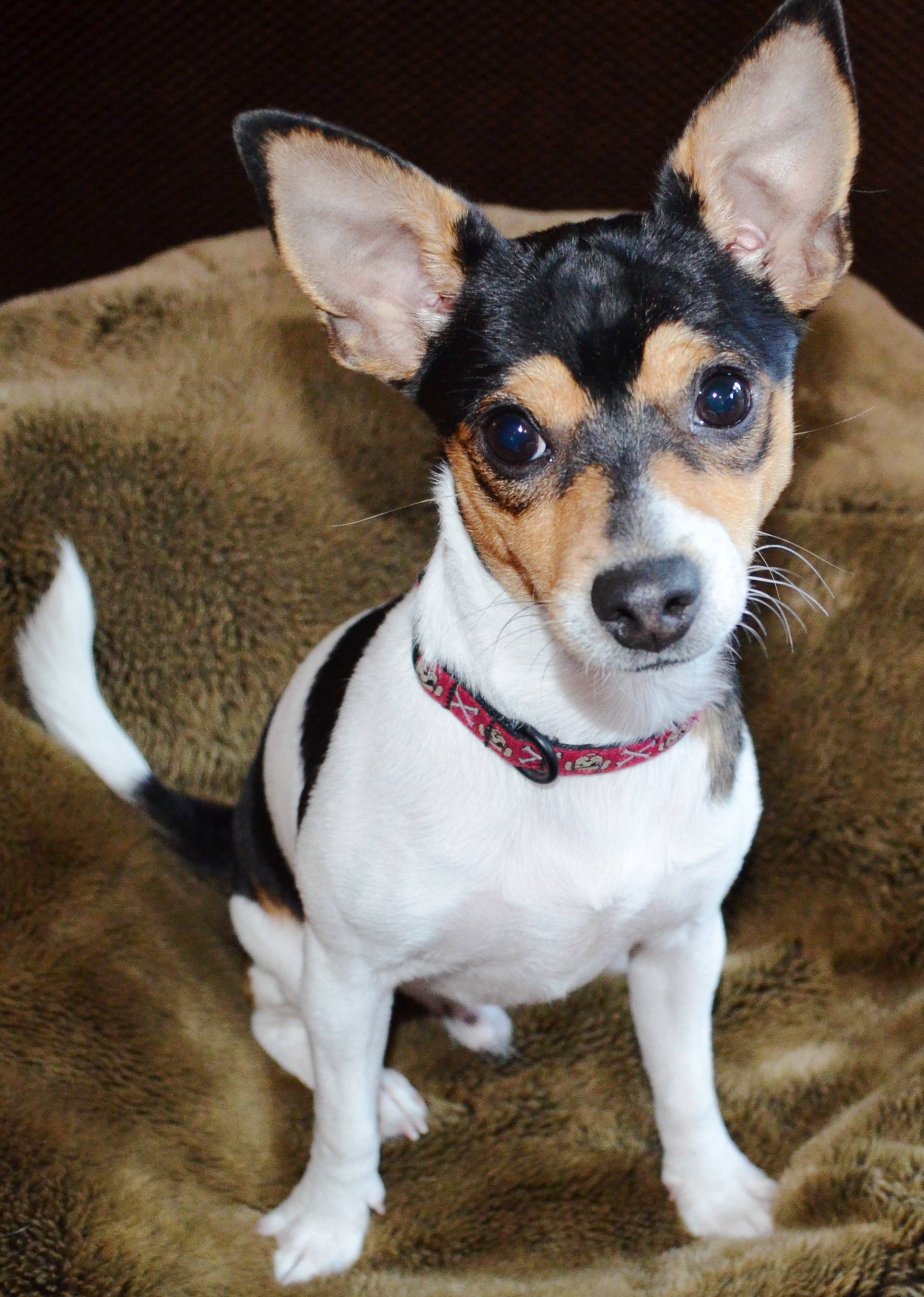 1927x2705 Rat Terrier Chihuahua Mix. So sweet.