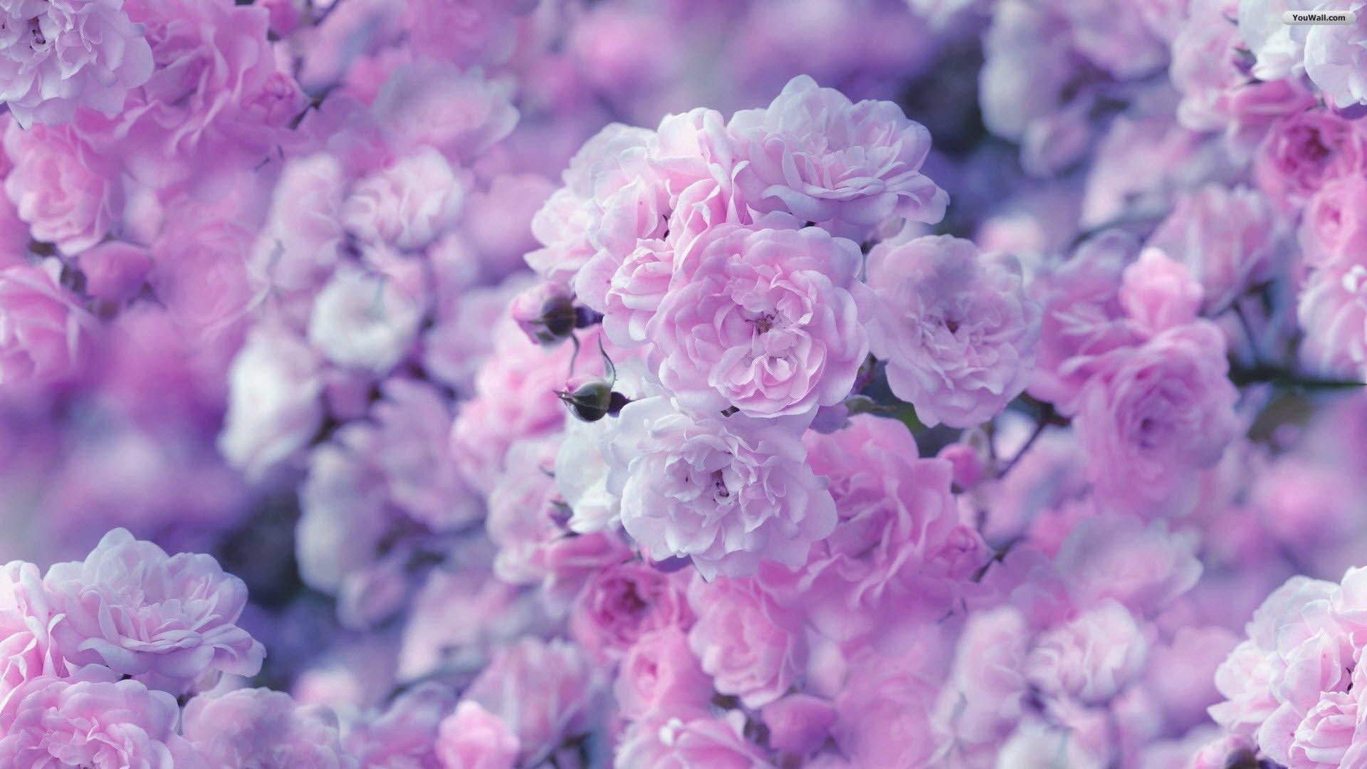 1920x1080 8. pictures-of-pretty-flowers8-600x338