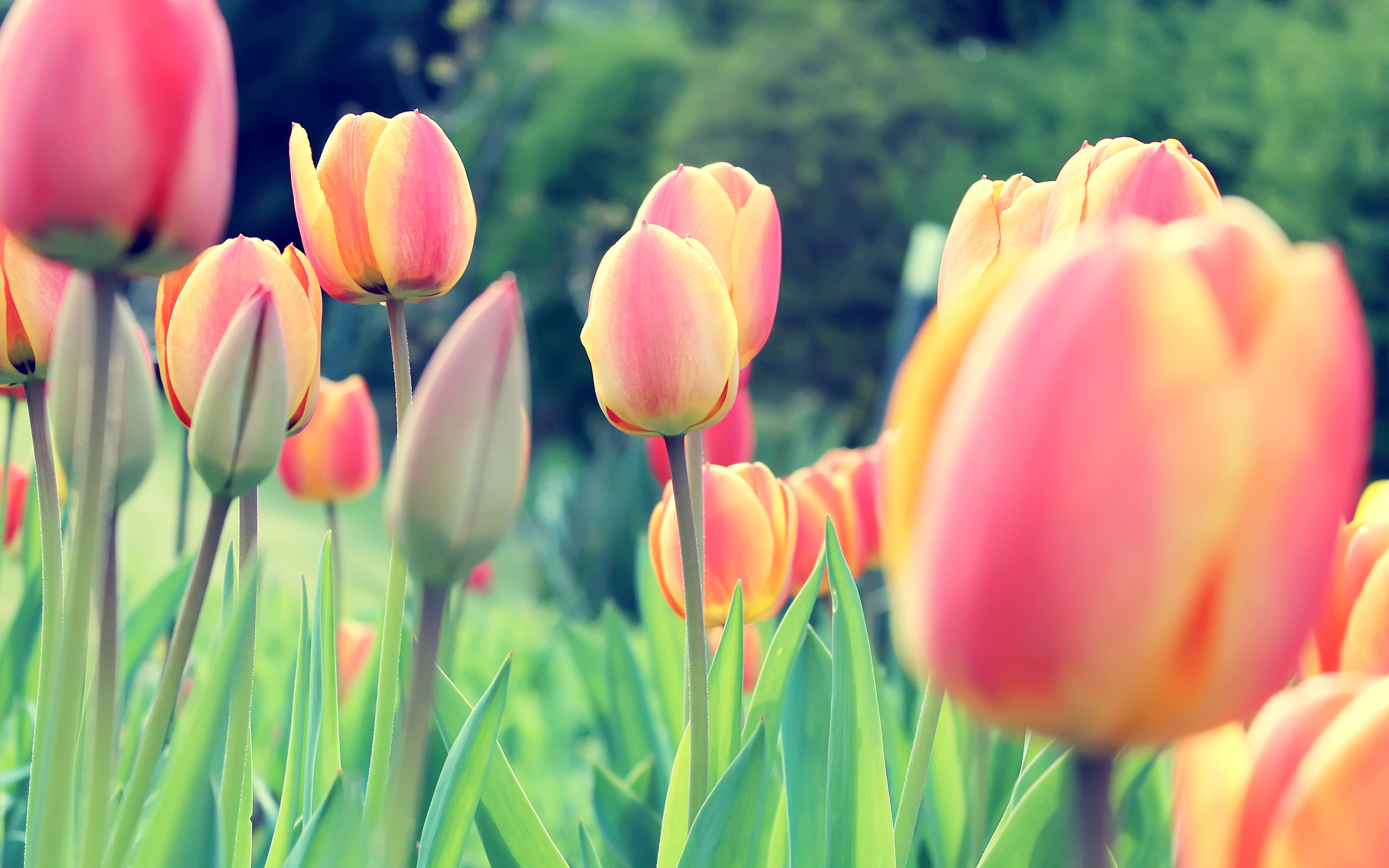 2560x1600 Easter Means Spring Time Tulips â¥â¥â¥