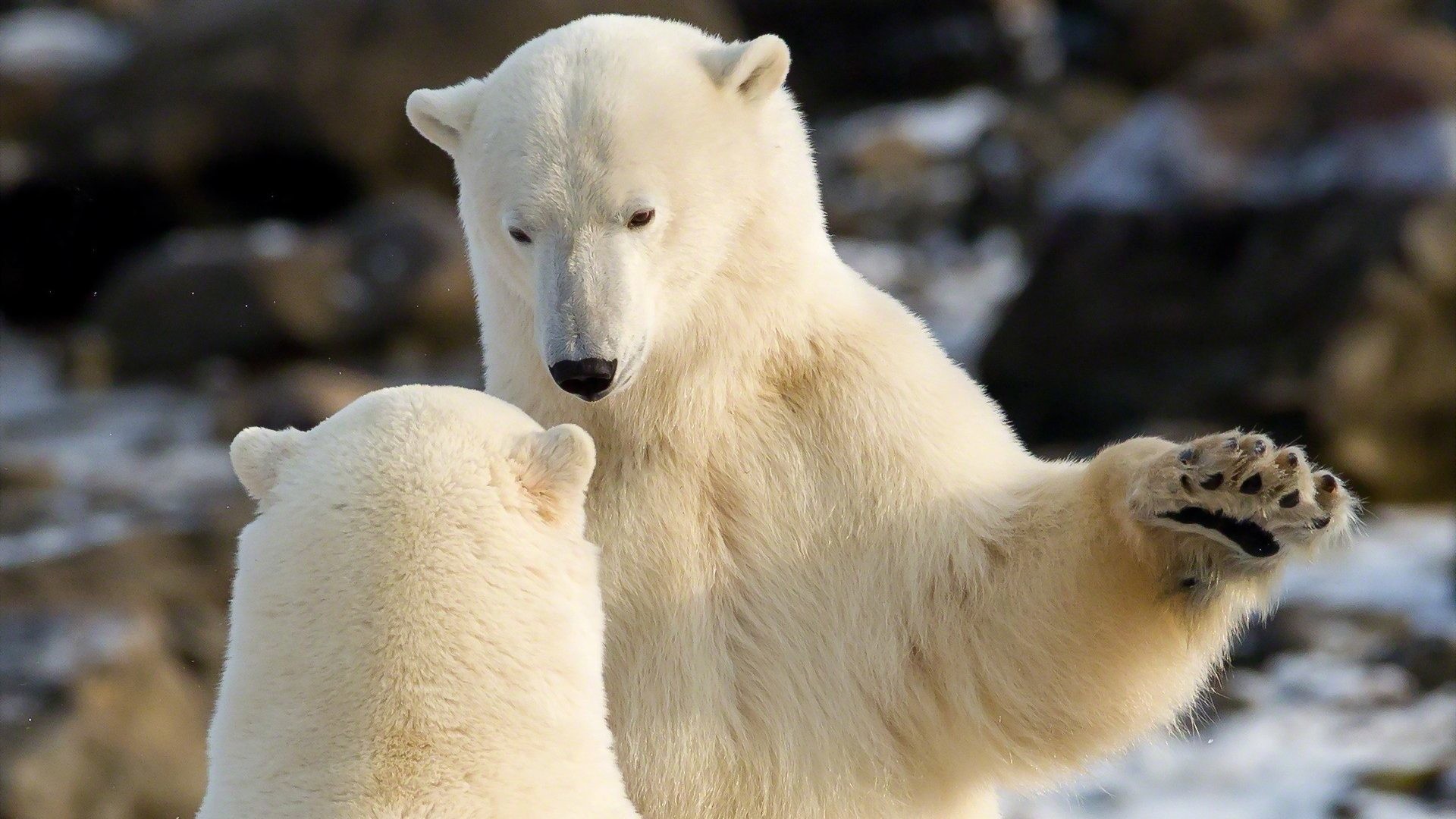 1920x1080 Bears - Predator Animals Fight Polar Play White Bears Grizzly Bear Wallpaper  for HD 16: