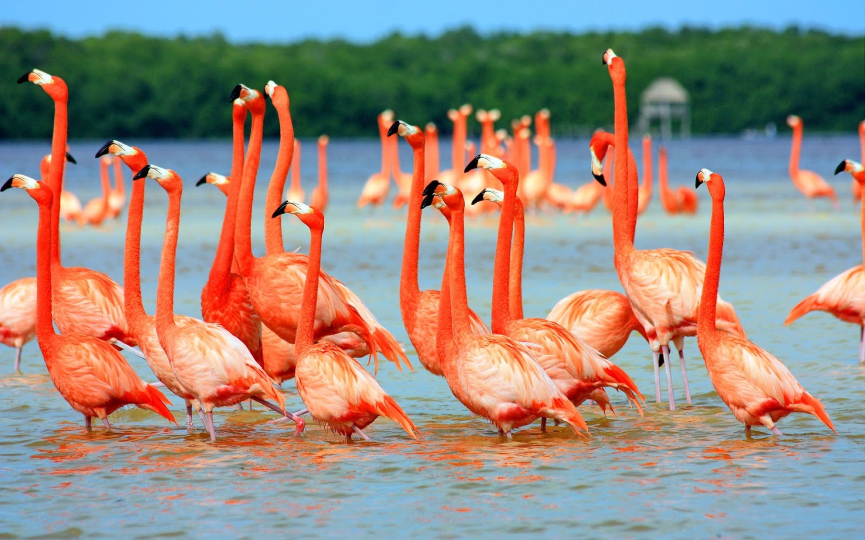 2816x1760 Flamingo Birds In Water Wallpaper
