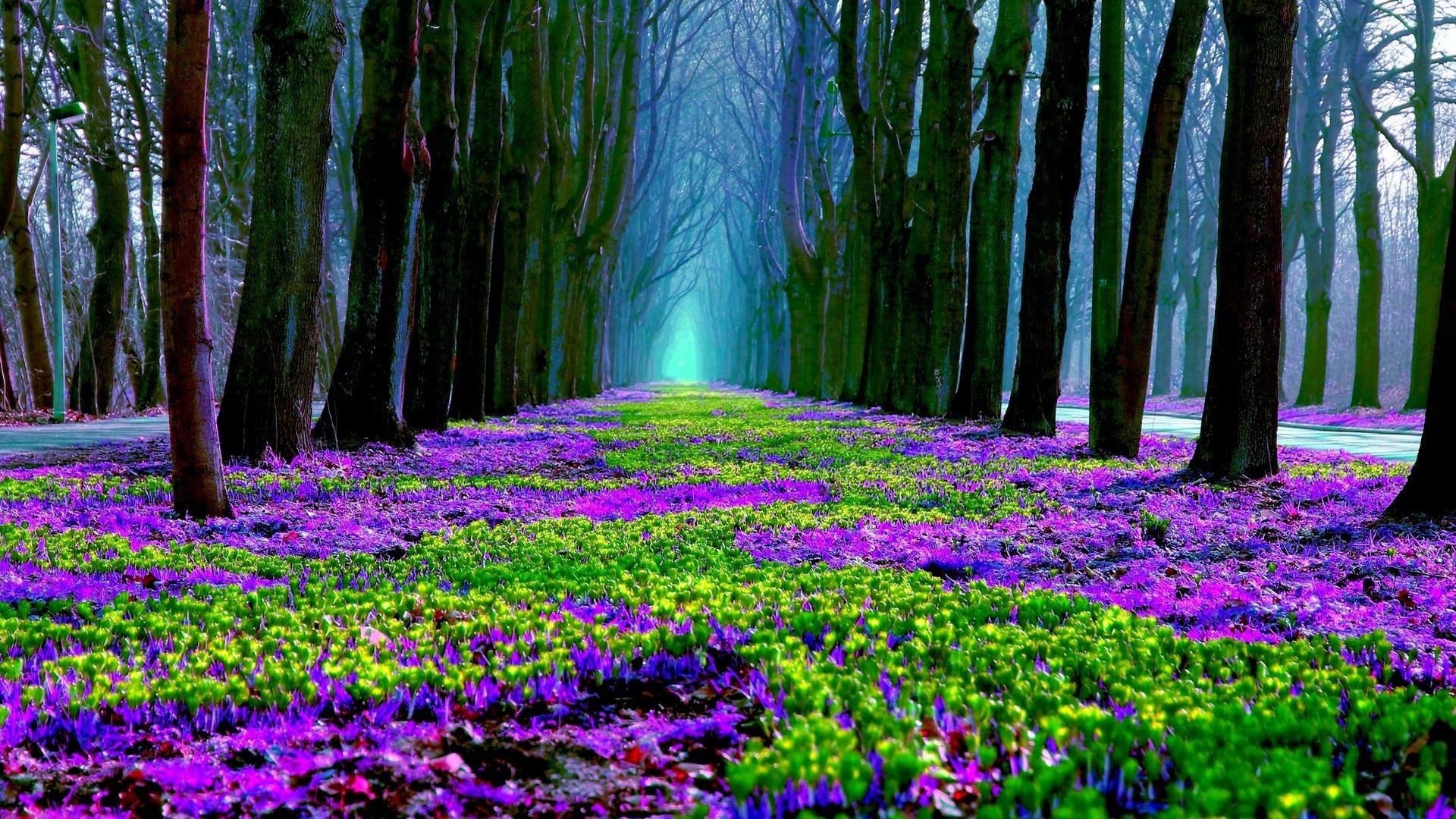 1920x1080 Forest Purple Flowers Spring Nature HD Wallpaper