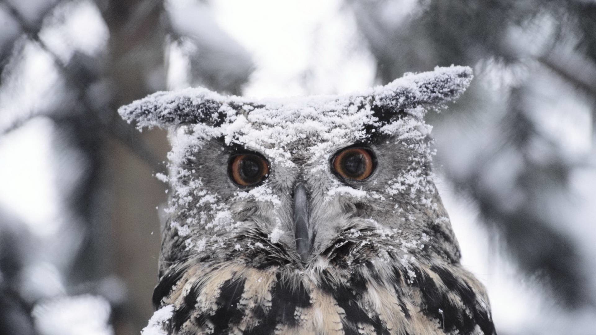 1920x1080 Snowy Owl