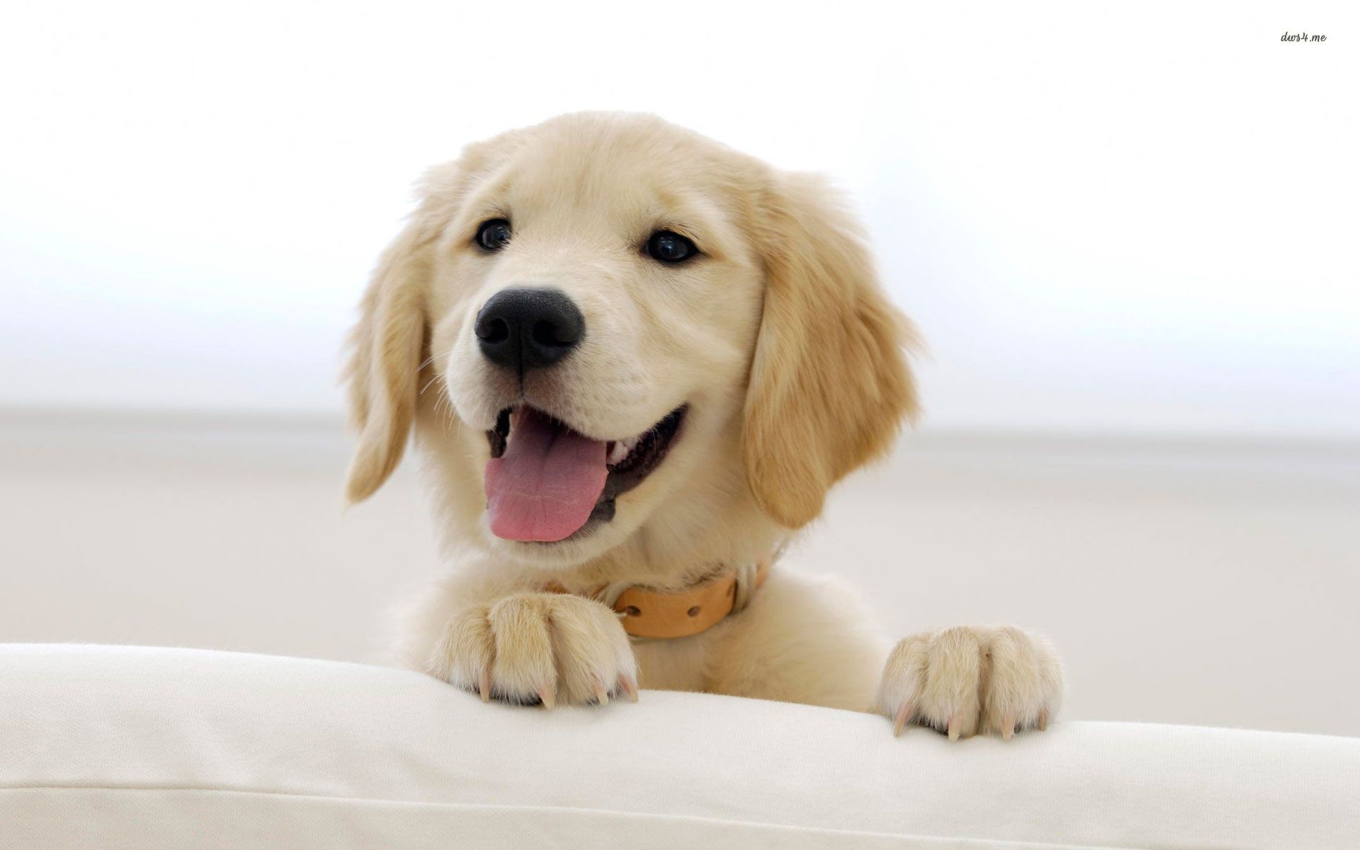 1920x1200 Puppy Wallpapers Hd