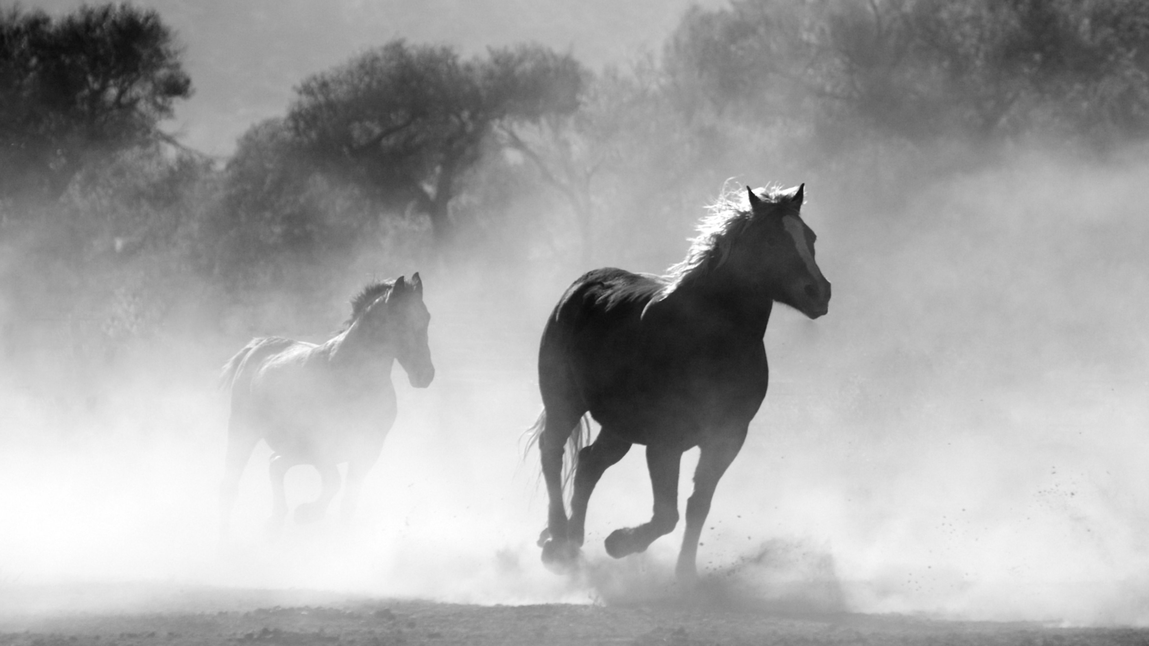 3840x2160 Horses in the Mist HD Desktop Wallpaper