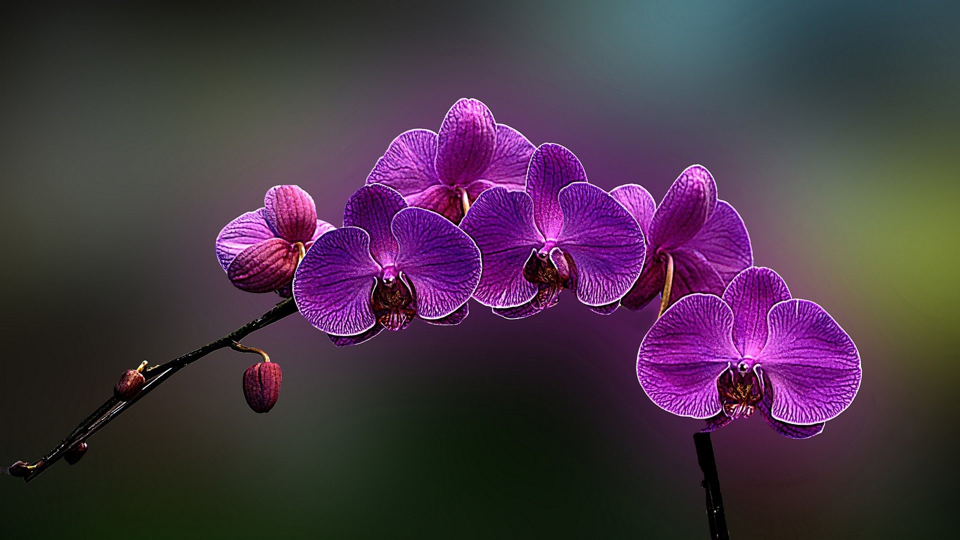 1920x1080 Orchids Tag - Flowers Orchids Purple Nature Screensavers For Desktop Free  Download for HD 16: