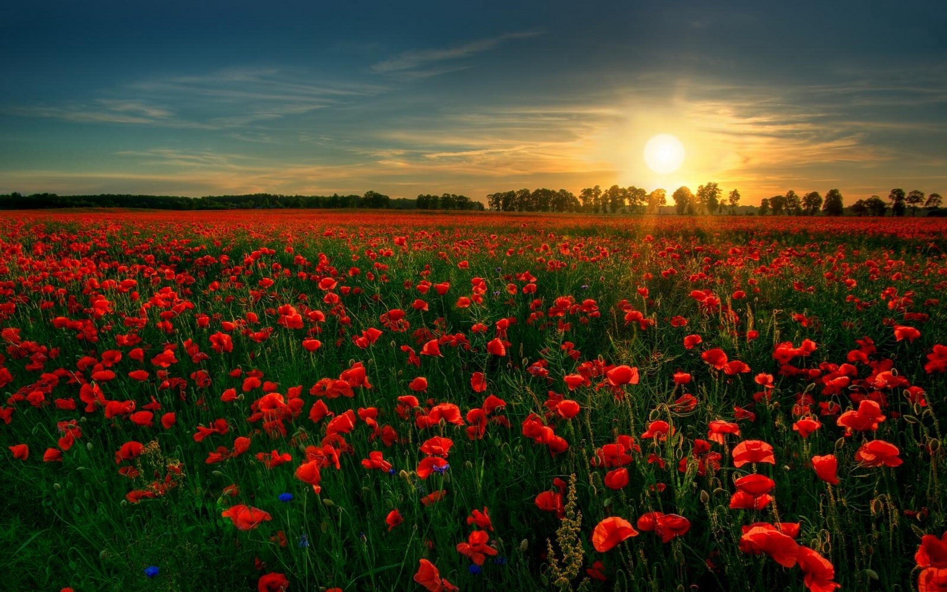 1920x1200 Red Flowers Background Widescreen Wallpaper