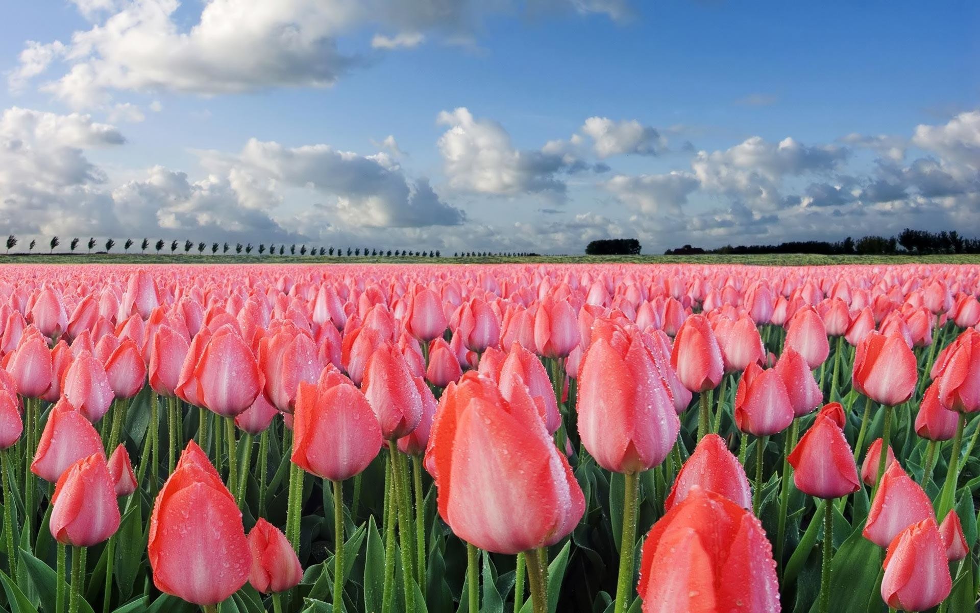 1920x1200 Tulips Flowers | Sky HD Wallpaper