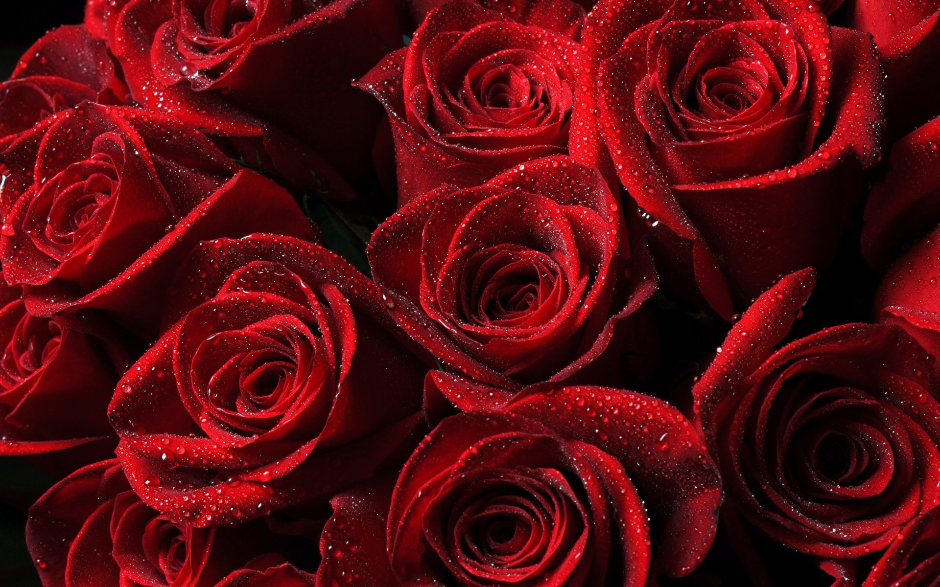 1920x1200 red roses wallpaper background