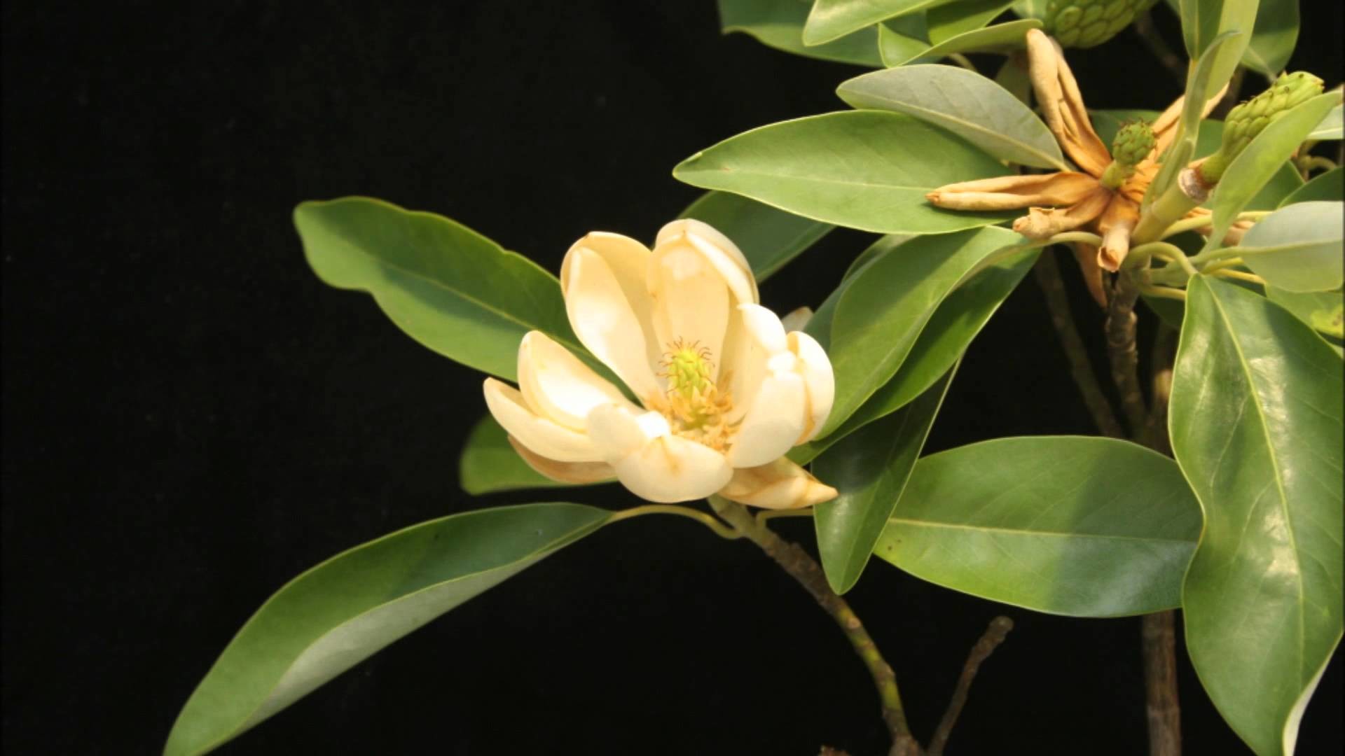 1920x1080 Magnolia Flowers