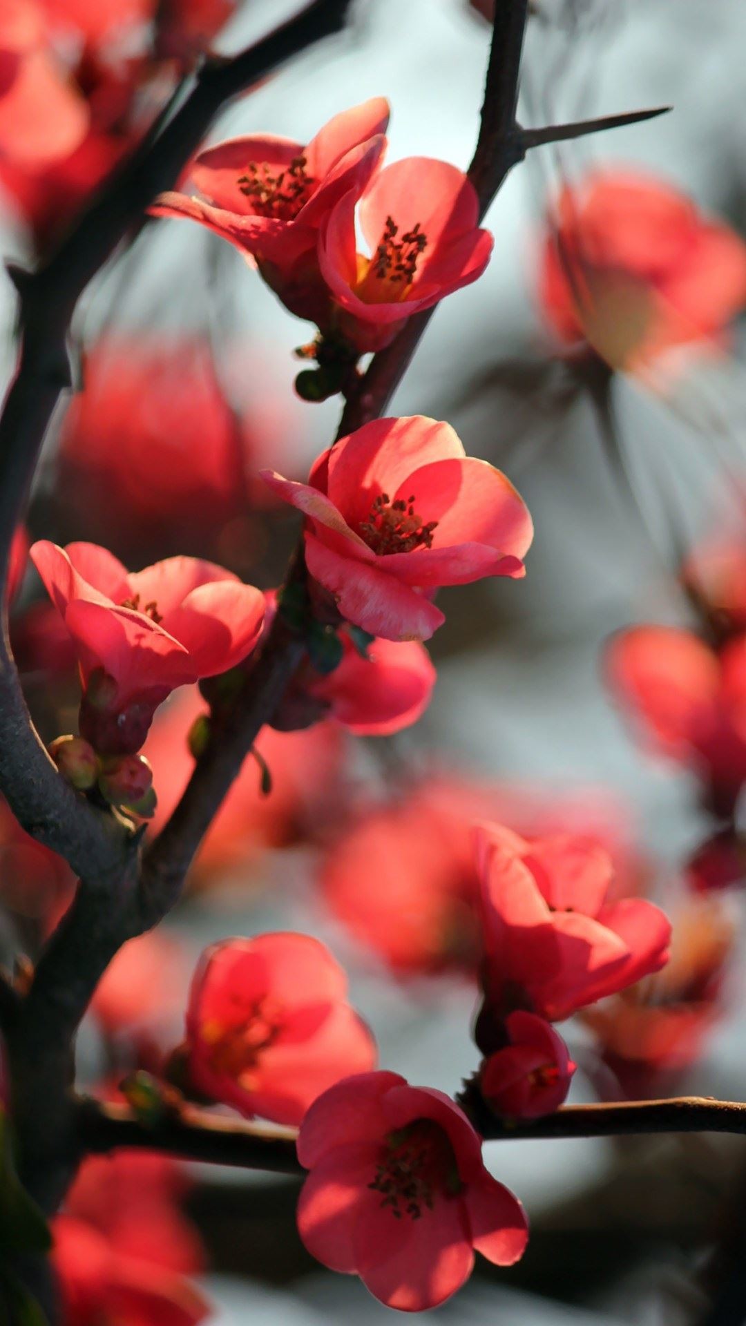 1080x1920 Red-Cherry-Blossom-Flowers-Macro-android-HD-wallpaper-