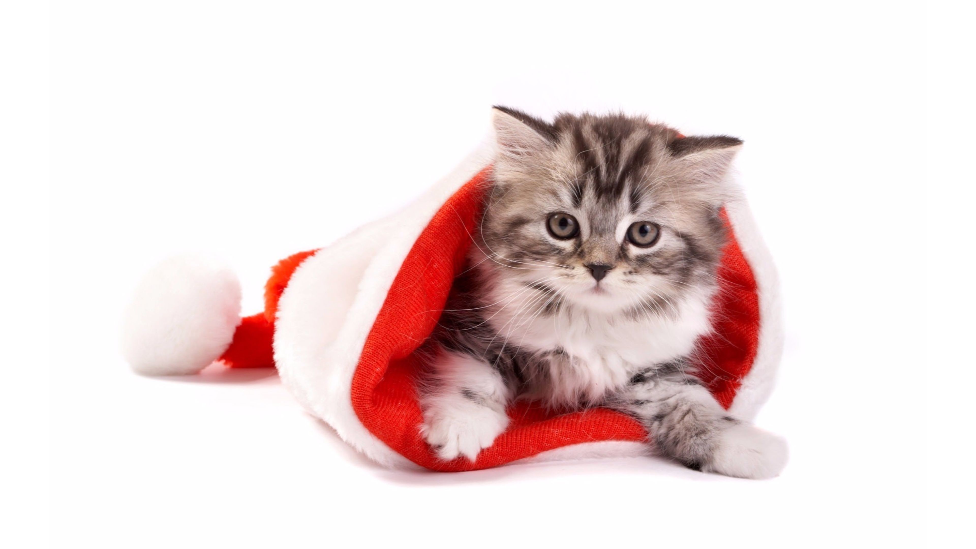 3840x2160 Cute Merry Christmas Wallpaper Cats - image #750339