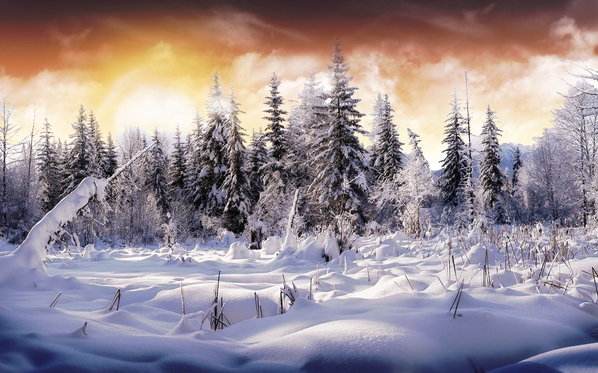 1920x1200 HD Wallpaper | Background ID:49262.  Earth Winter