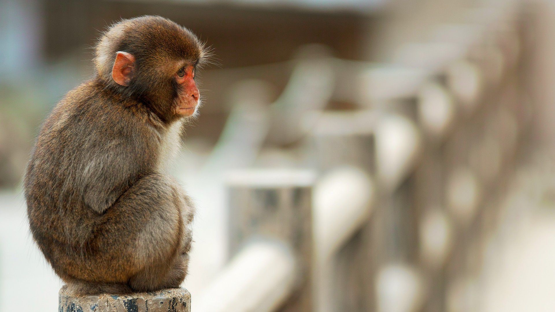 1920x1080 Related Wallpapers. cute monkey hd pictures