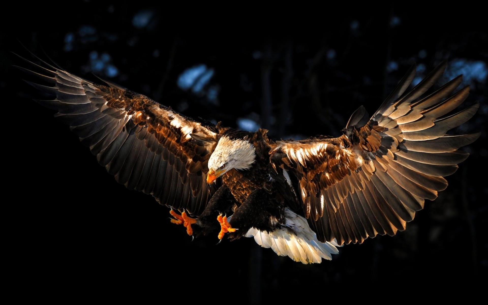 1920x1200 Flying, Eagle, Widescreen, Full, Hd, Wallpaper, Free, Background,