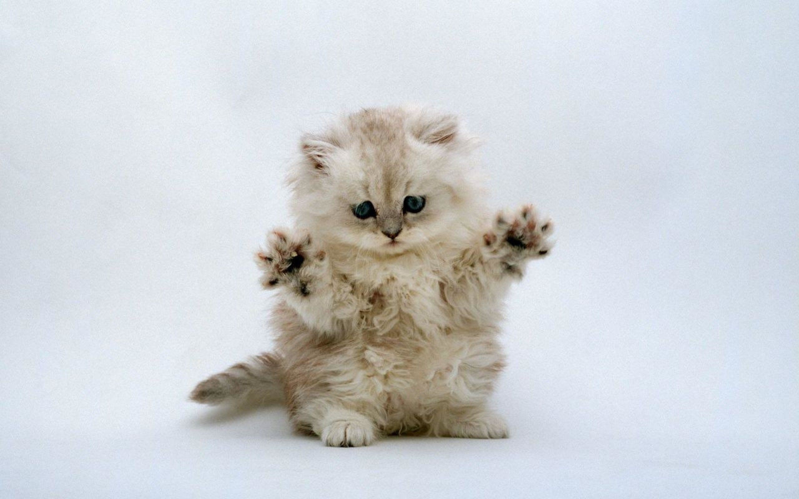 2560x1600 Cute Kitten Wallpaper | Download Wallpapers